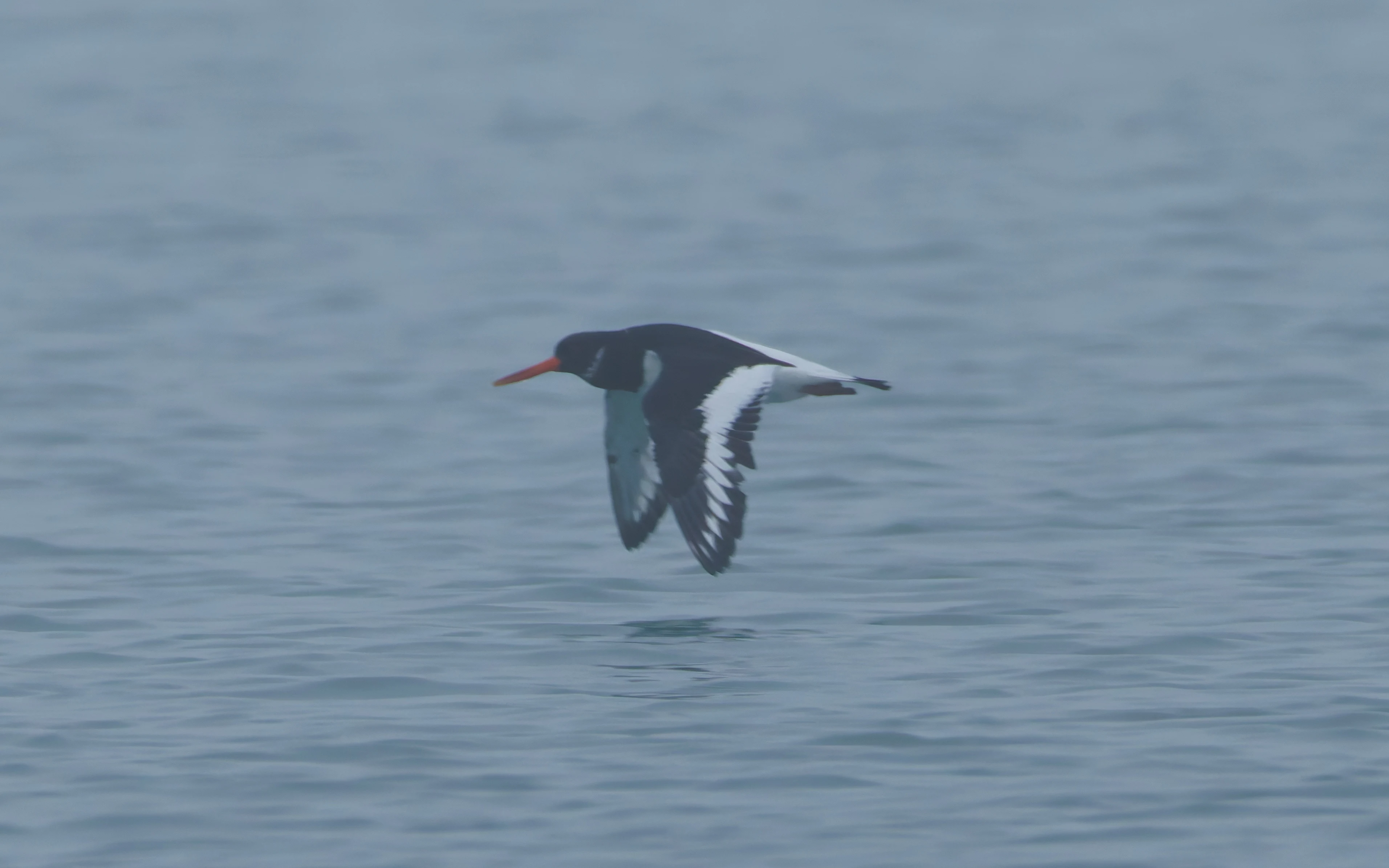 Oystercatcher, Zeeland, Netherlands — photo by Orlando Prugel-Bennett