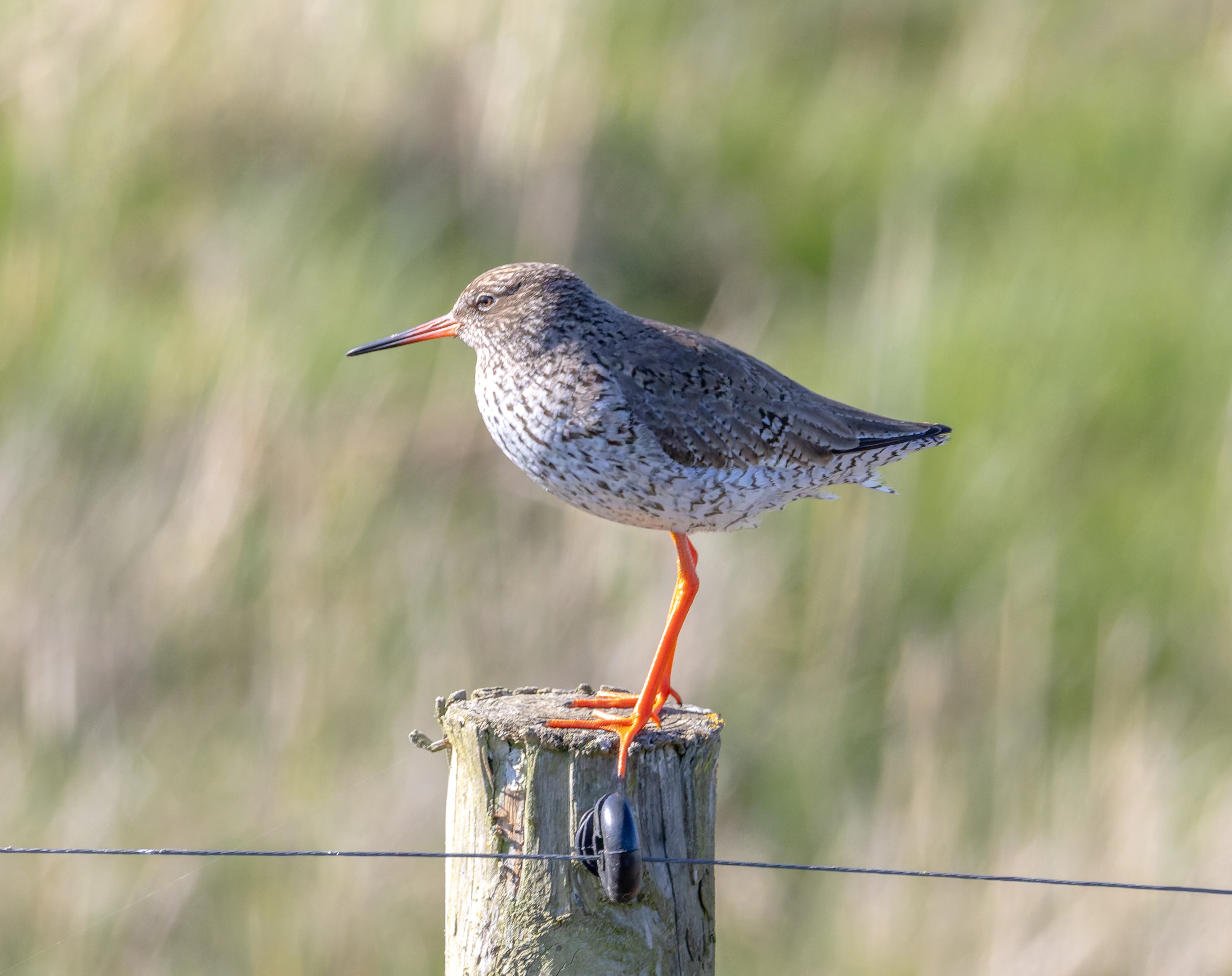 Common Redshank, Lymington, Hampshire, UK — photo by Orlando Prugel-Bennett