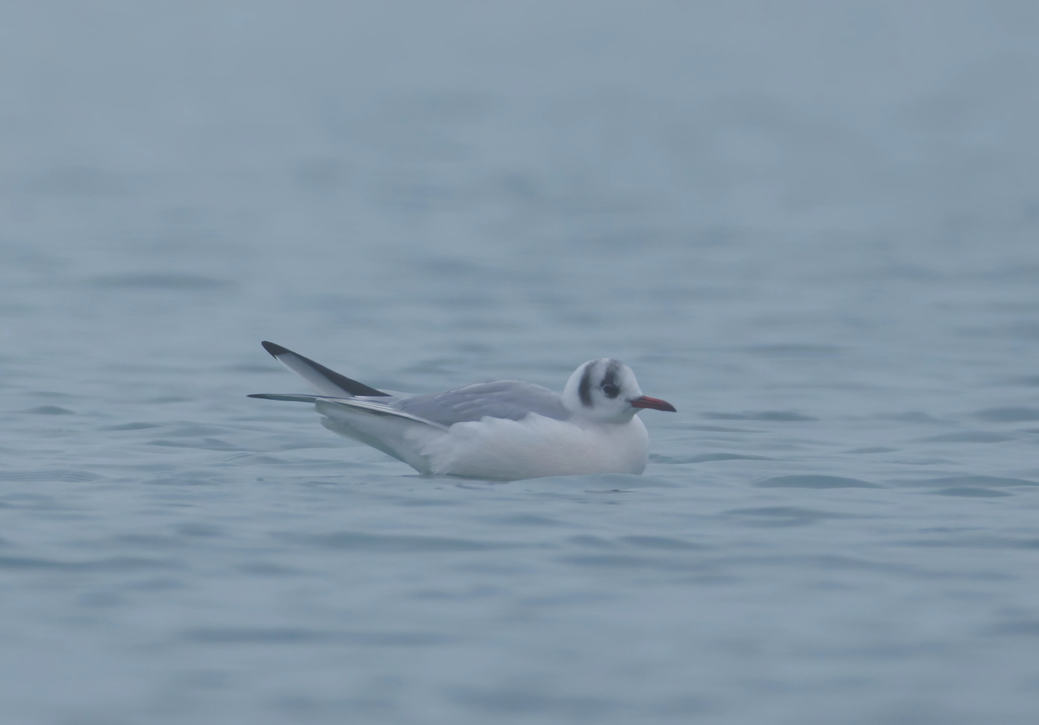 Black-headed gull, Zeeland, Netherlands — photo by Orlando Prugel-Bennett