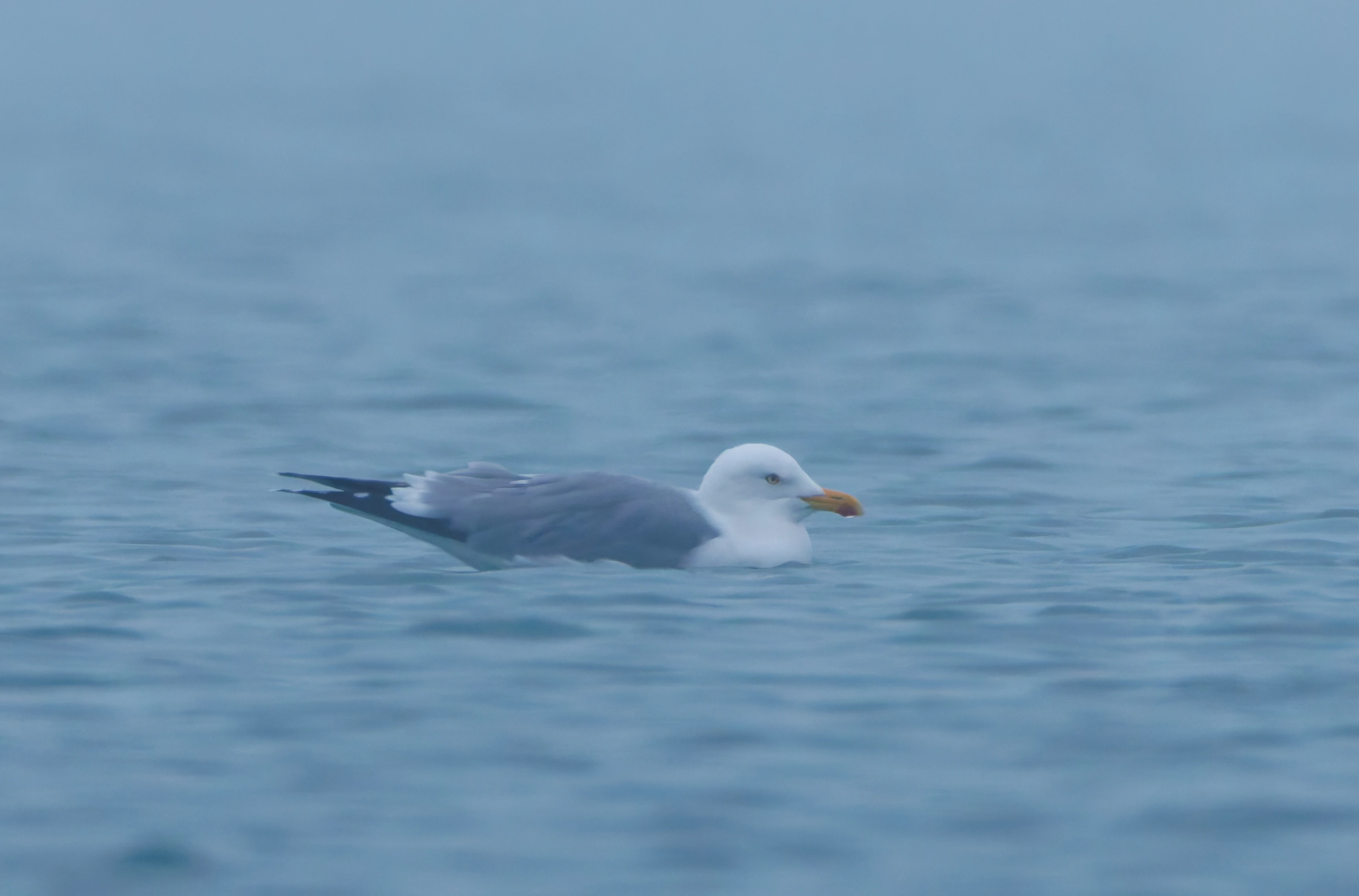 Gull, Zeeland, Netherlands — photo by Orlando Prugel-Bennett