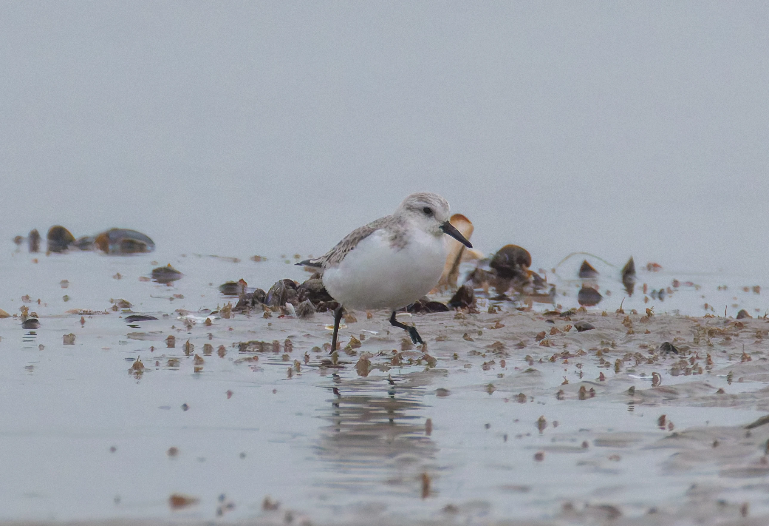 Sanderling, Zeeland, Netherlands — photo by Orlando Prugel-Bennett