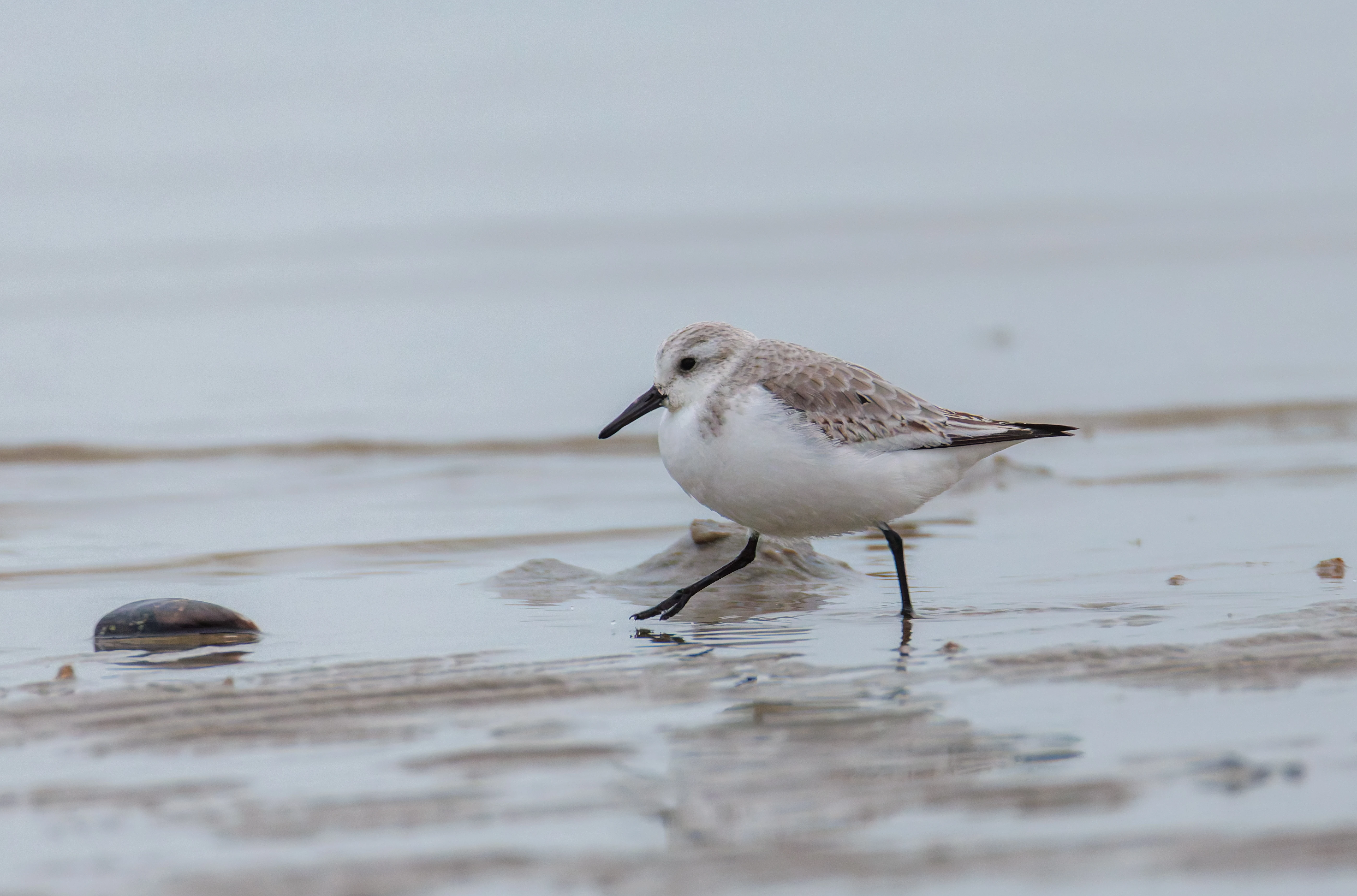 Sanderling, Zeeland, Netherlands — photo by Orlando Prugel-Bennett