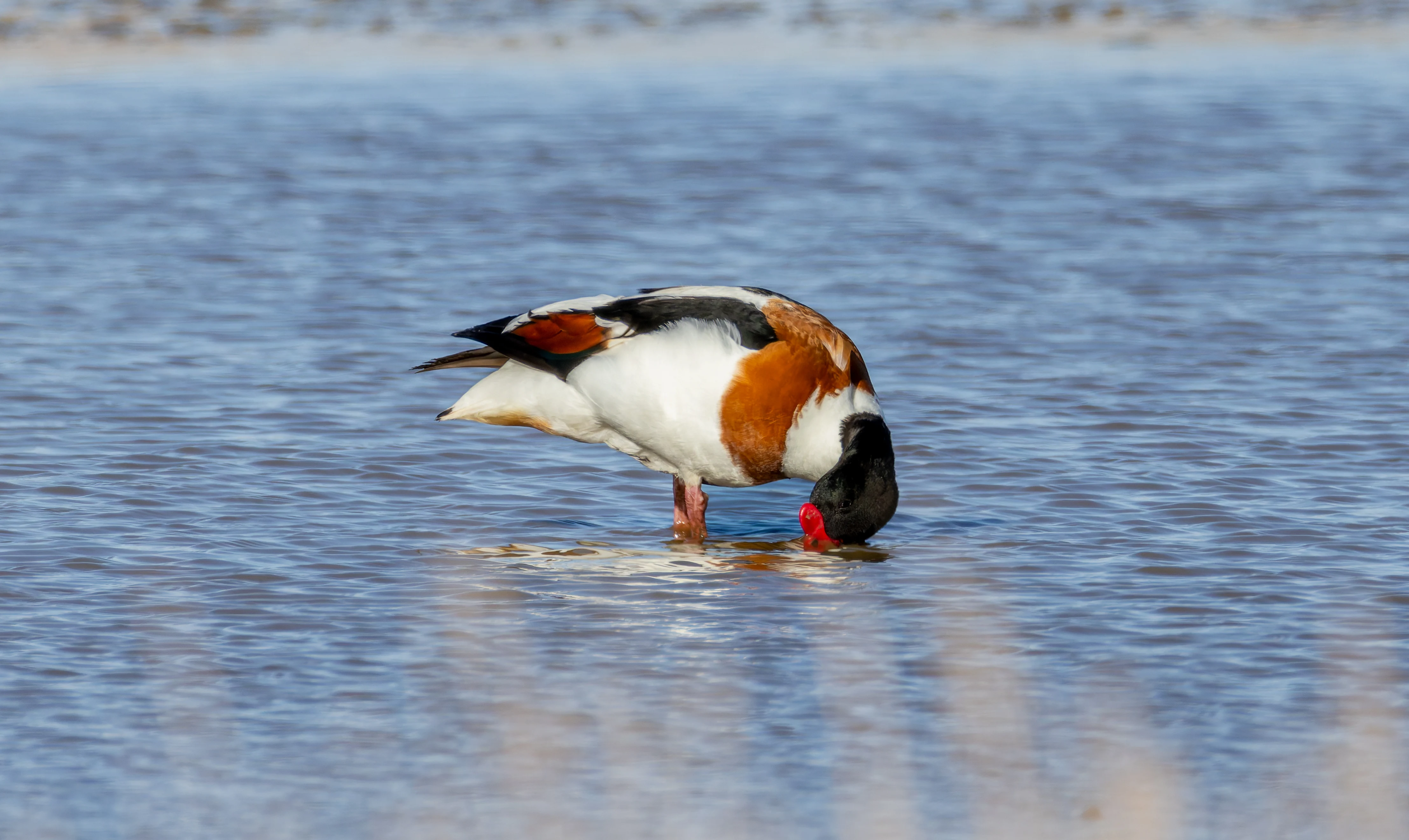 Shelduck, Lymington, Hampshire, UK — photo by Orlando Prugel-Bennett