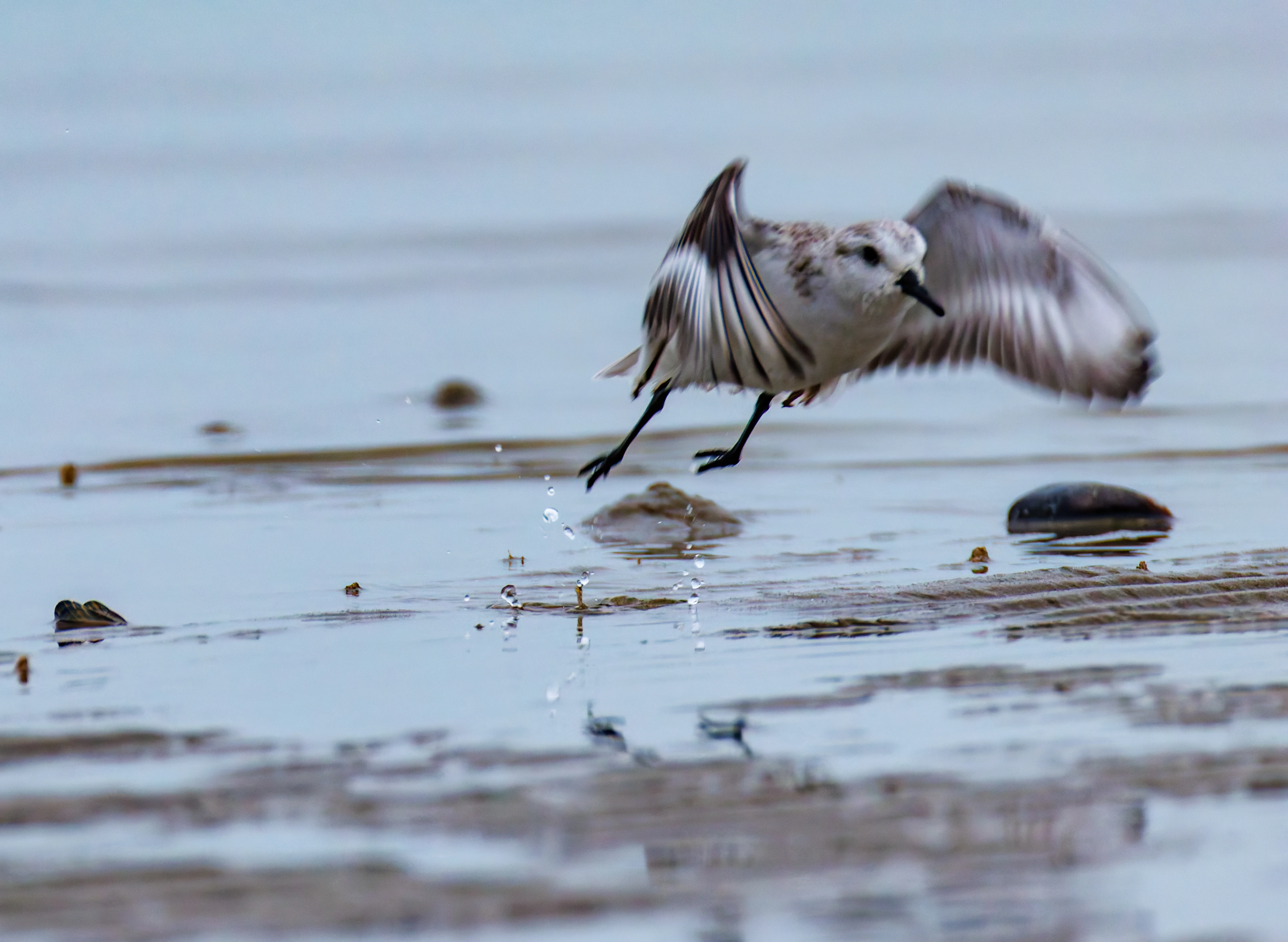 Sanderling, Zeeland, Netherlands — photo by Orlando Prugel-Bennett