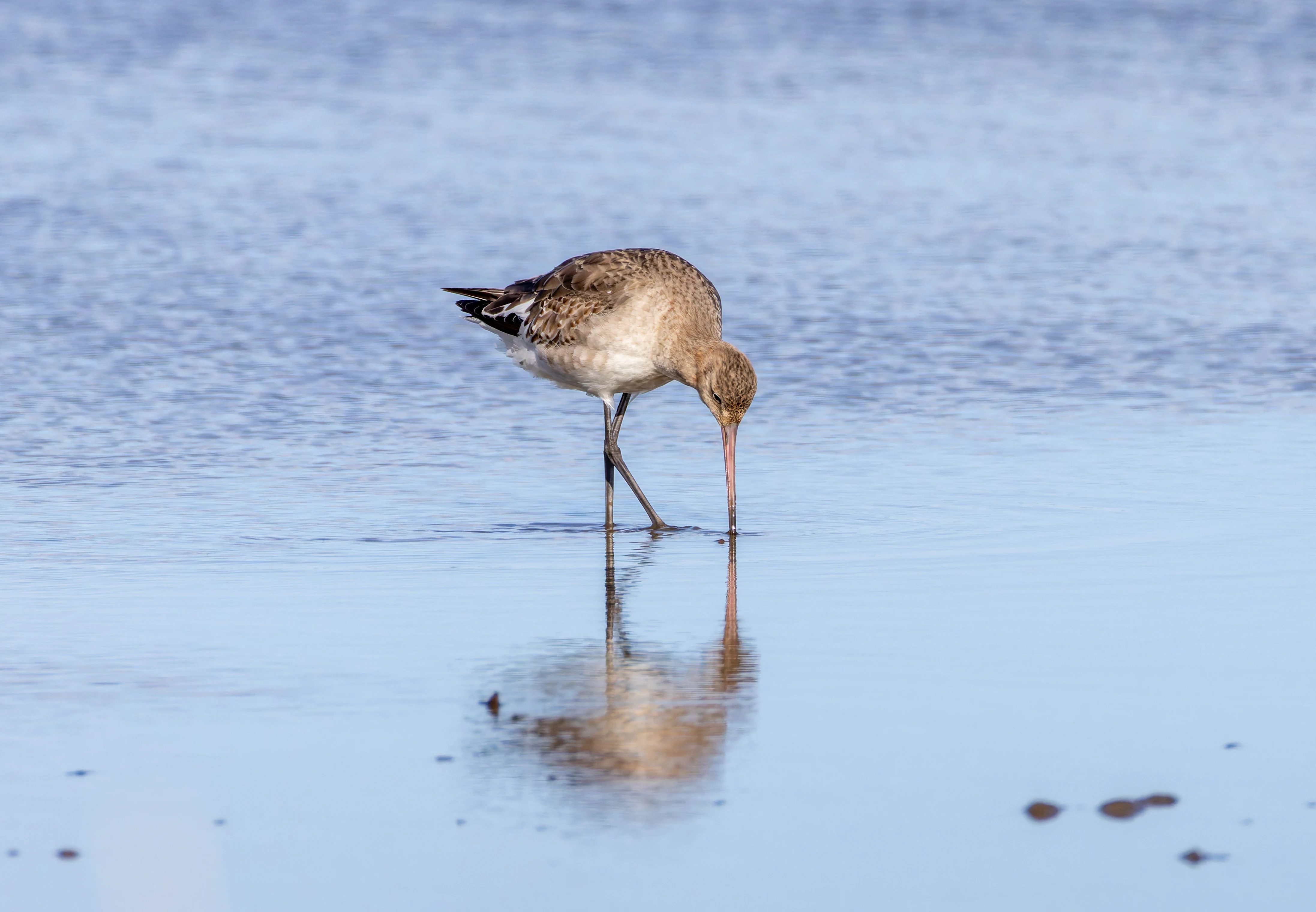 Black-Tailed Godwit, Lymington, Hampshire, UK — photo by Orlando Prugel-Bennett