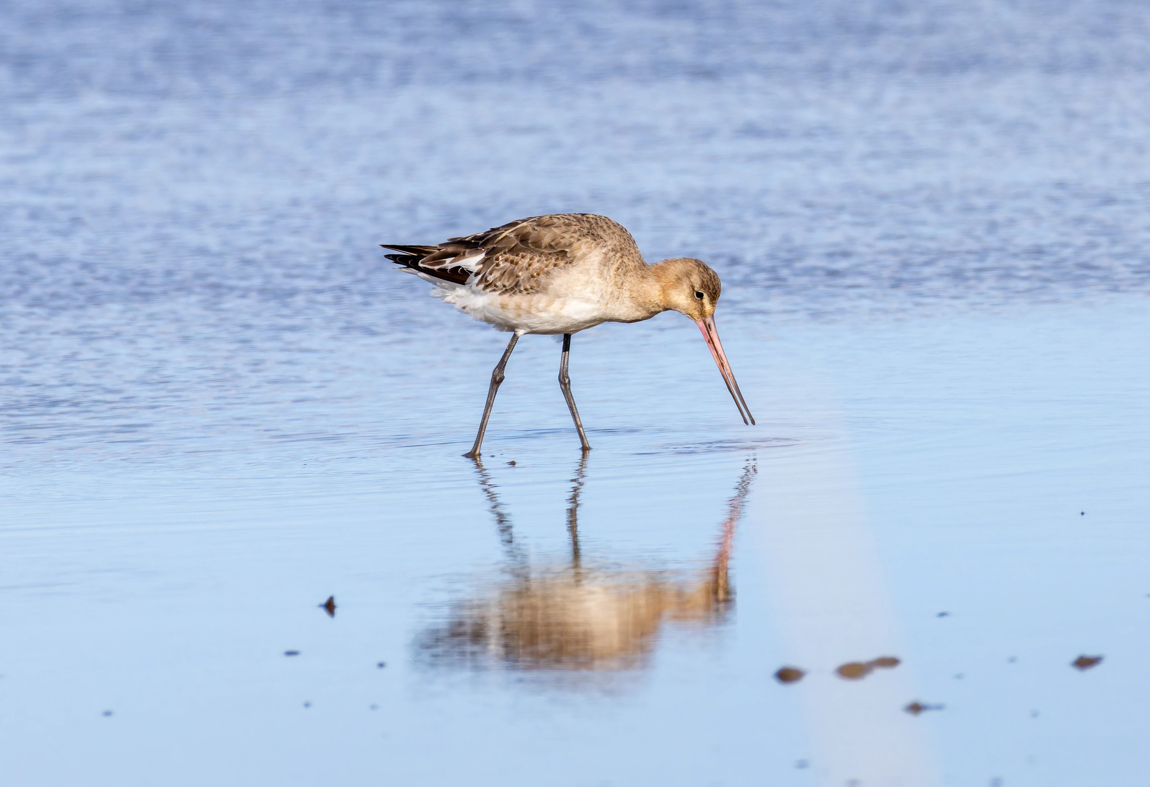 Black-Tailed Godwit, Lymington, Hampshire, UK — photo by Orlando Prugel-Bennett