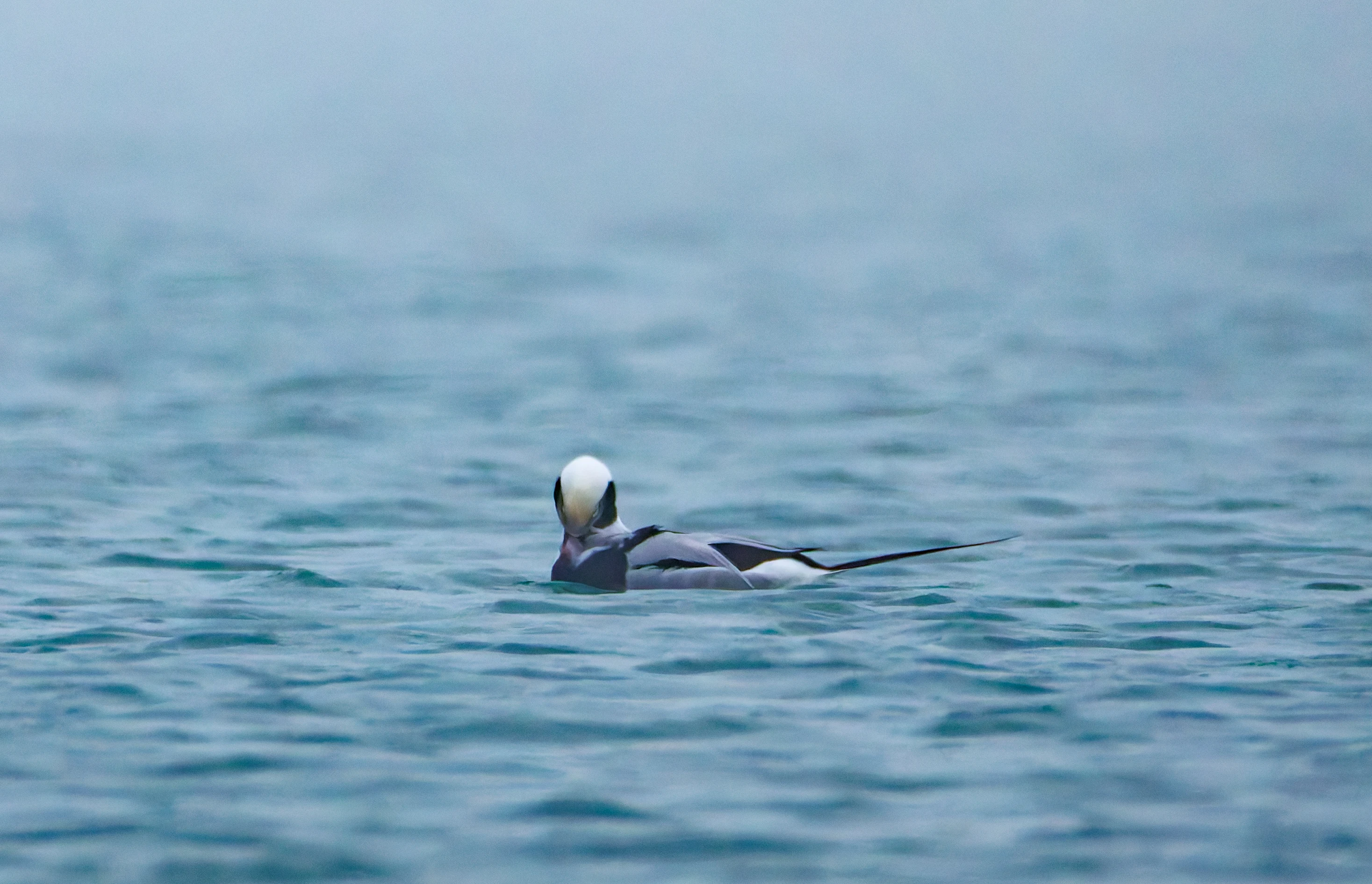 Male Long-Tailed Duck, Zeeland, Netherlands — photo by Orlando Prugel-Bennett
