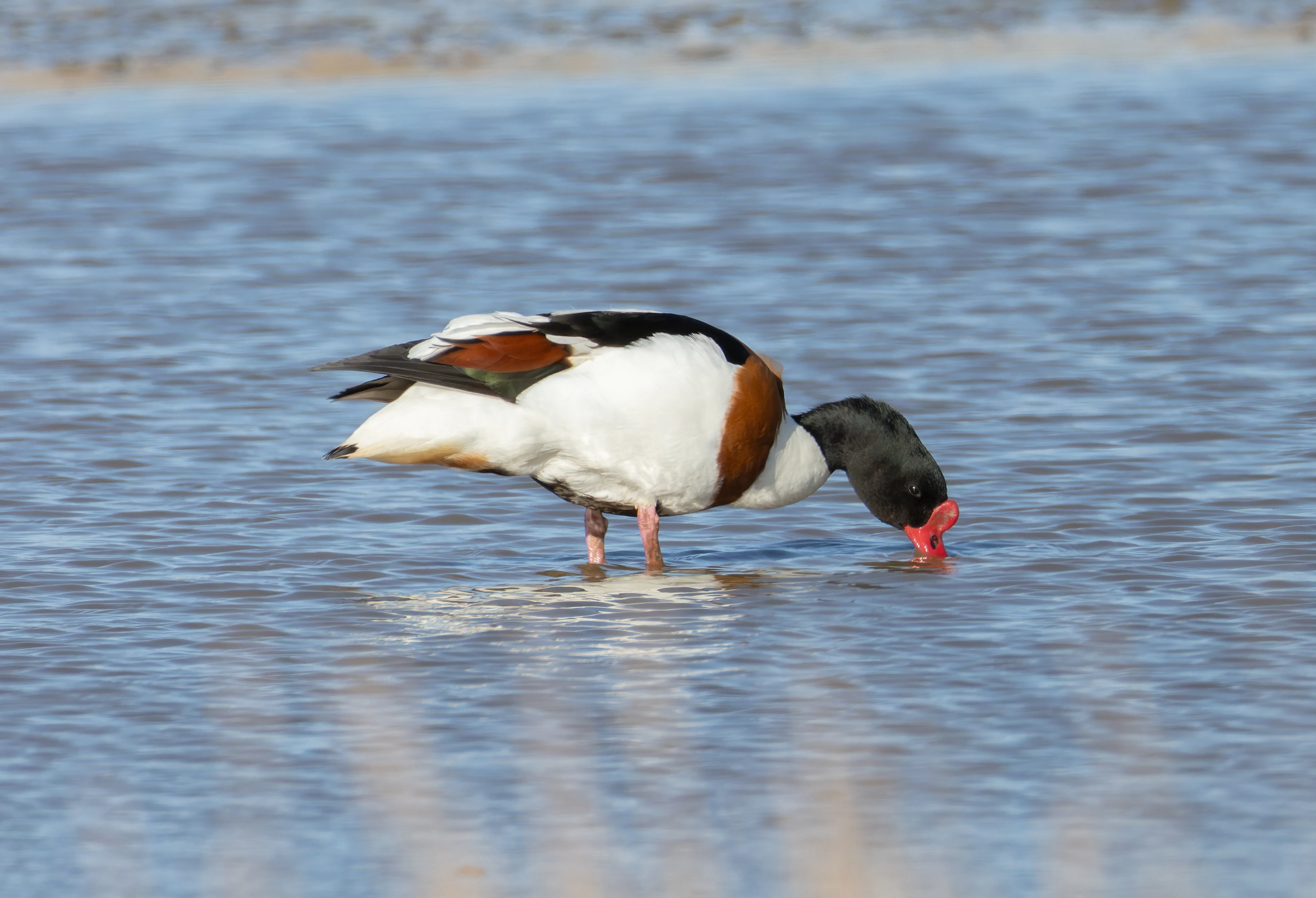 Shelduck, Lymington, Hampshire, UK — photo by Orlando Prugel-Bennett
