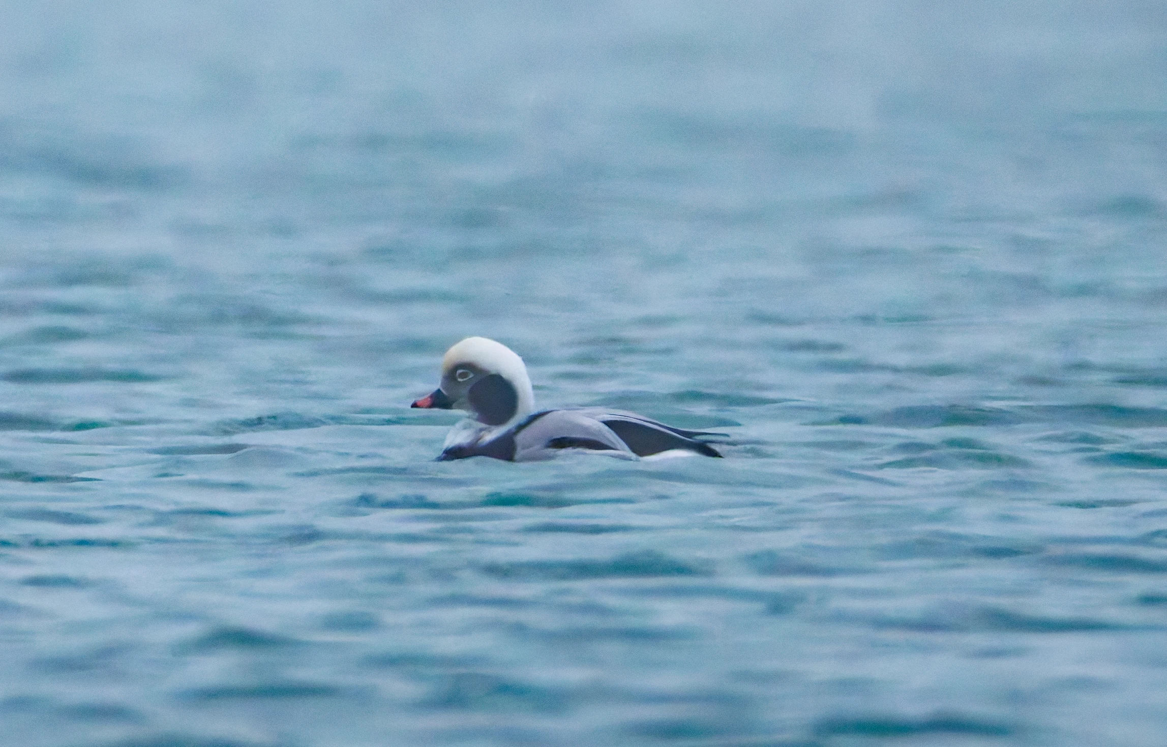 Male Long-Tailed Duck, Zeeland, Netherlands — photo by Orlando Prugel-Bennett