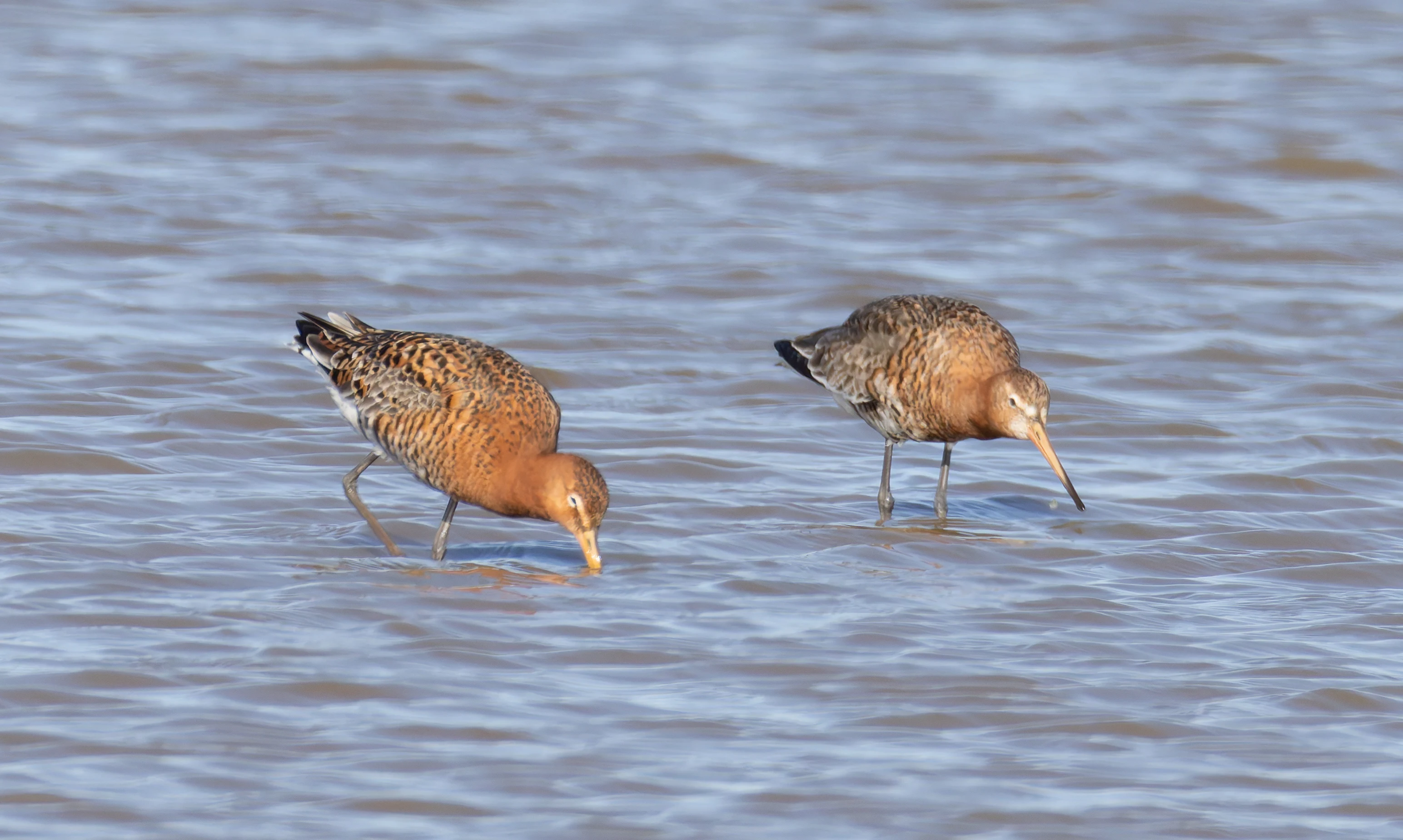 Black-Tailed Godwits, Lymington, Hampshire, UK — photo by Orlando Prugel-Bennett