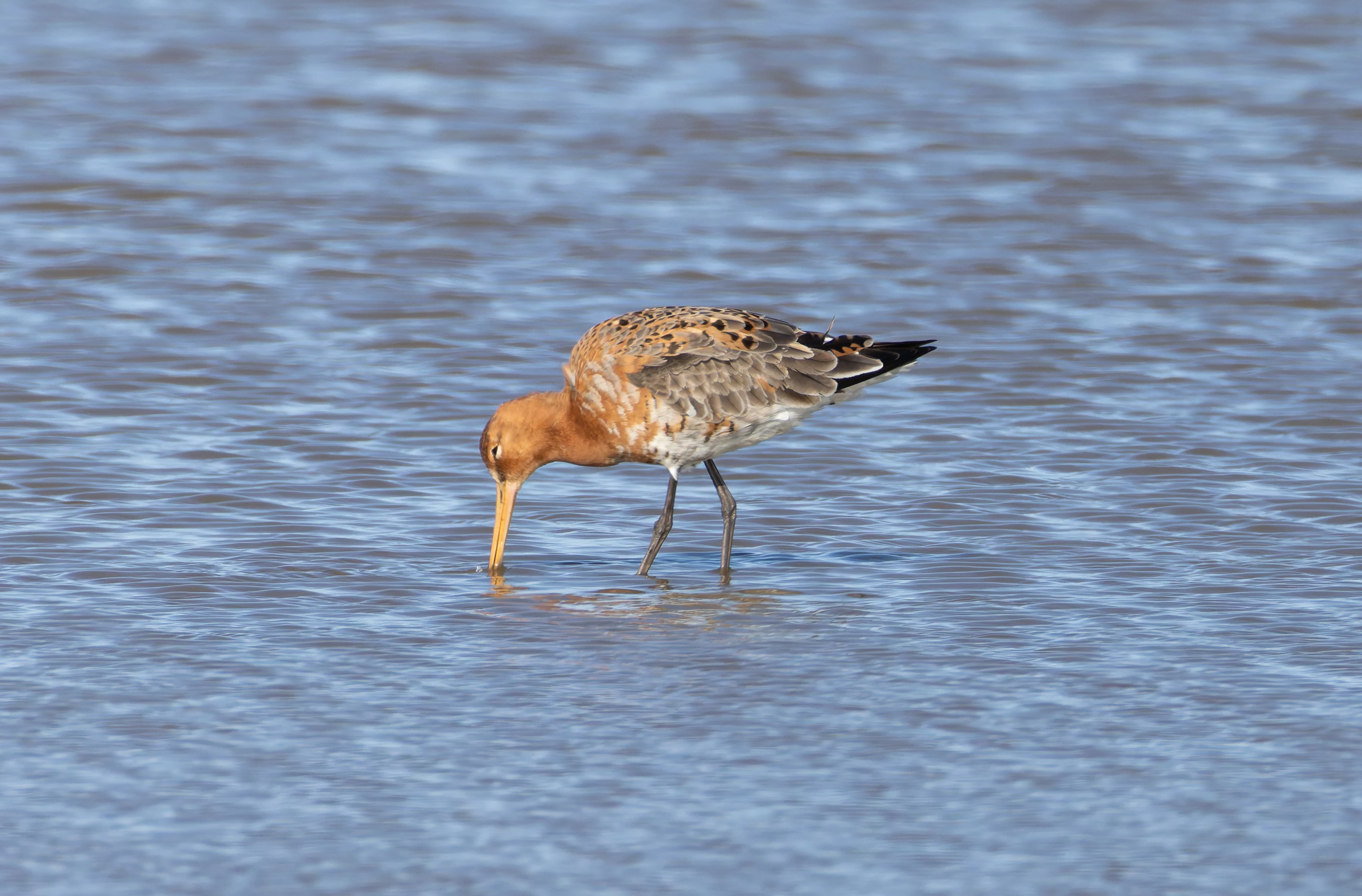 Black-Tailed Godwit, Lymington, Hampshire, UK — photo by Orlando Prugel-Bennett