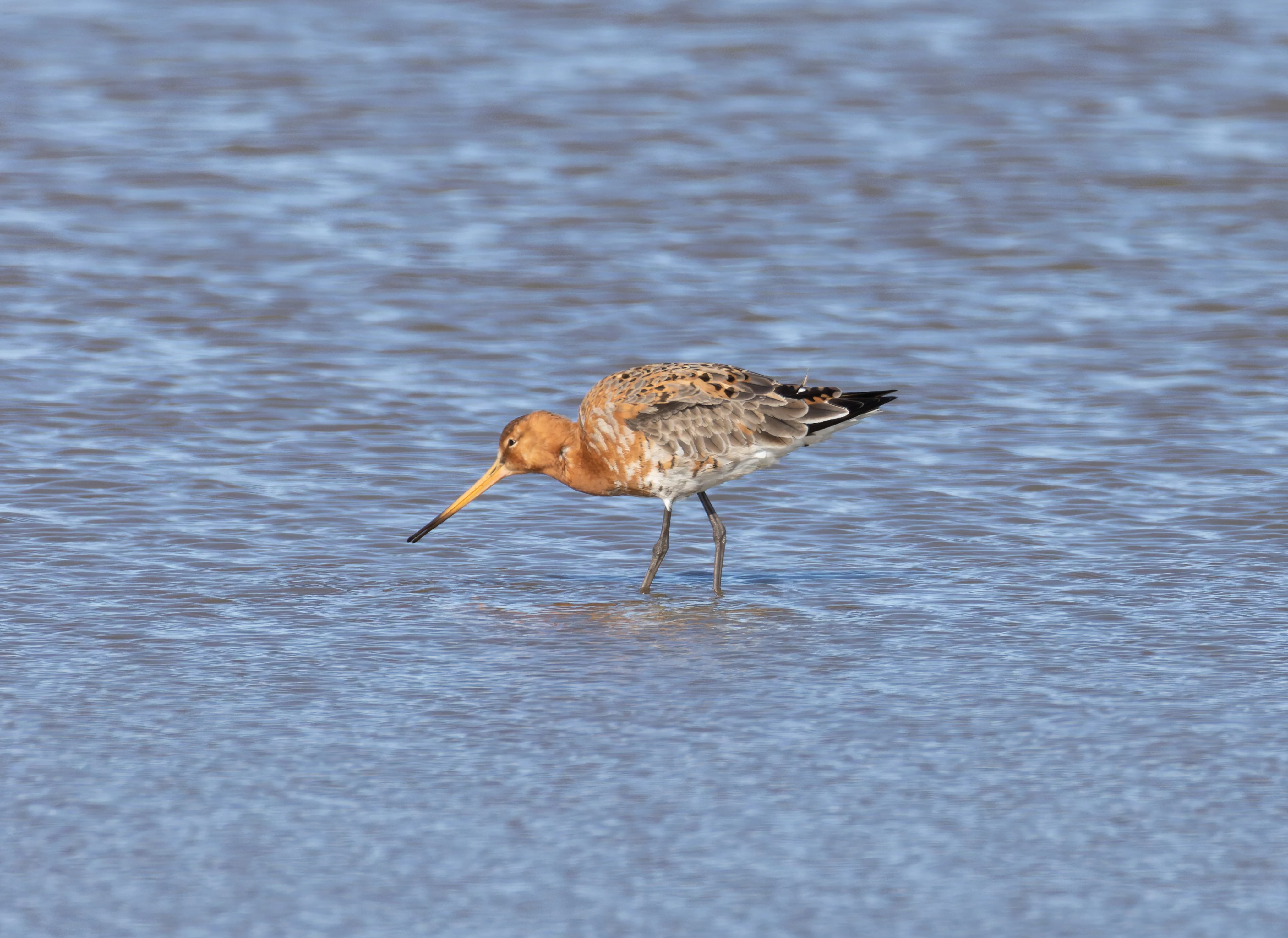 Black-Tailed Godwit, Lymington, Hampshire, UK — photo by Orlando Prugel-Bennett