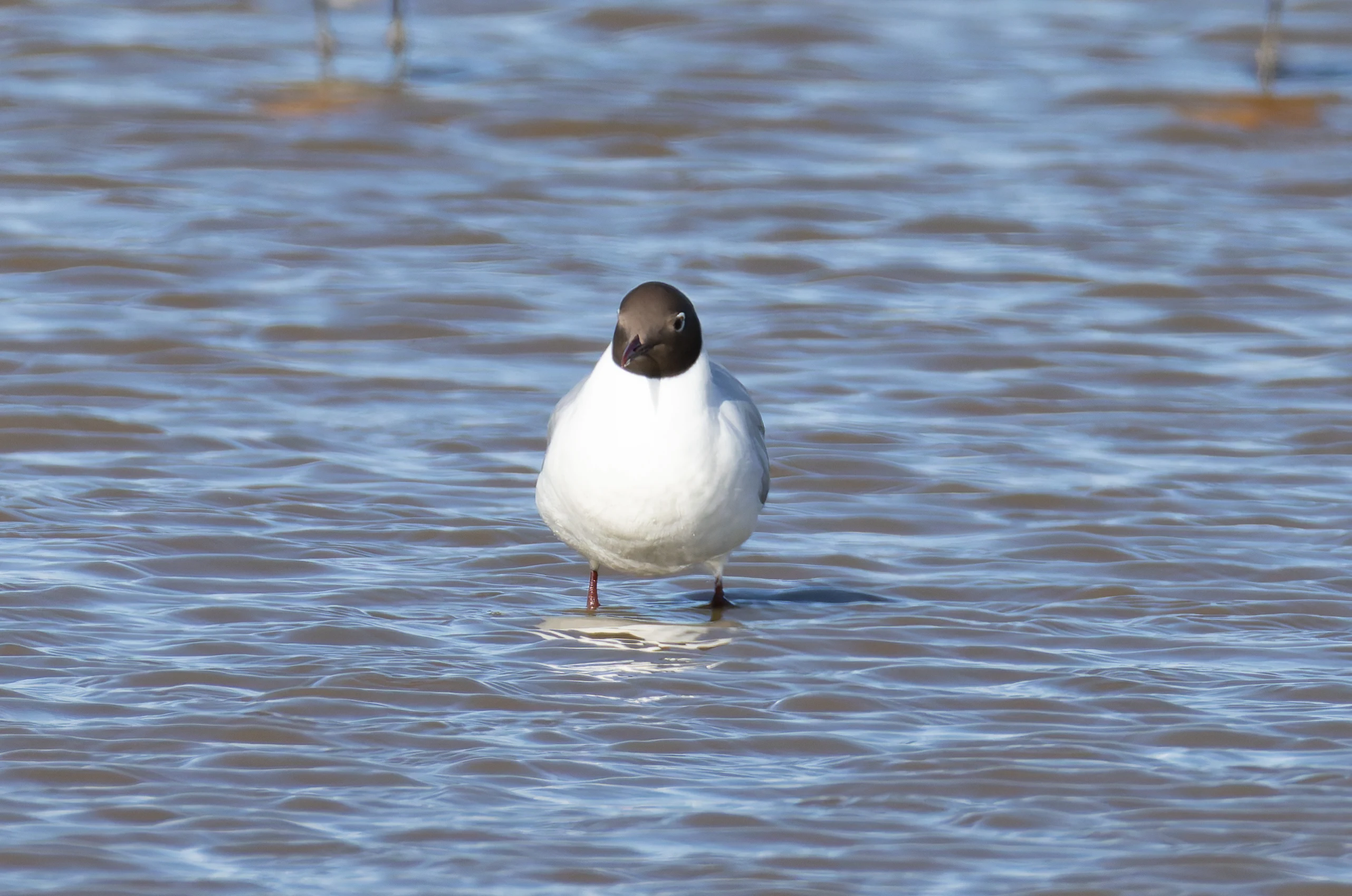Black-Headed Gull, Lymington, Hampshire, UK — photo by Orlando Prugel-Bennett