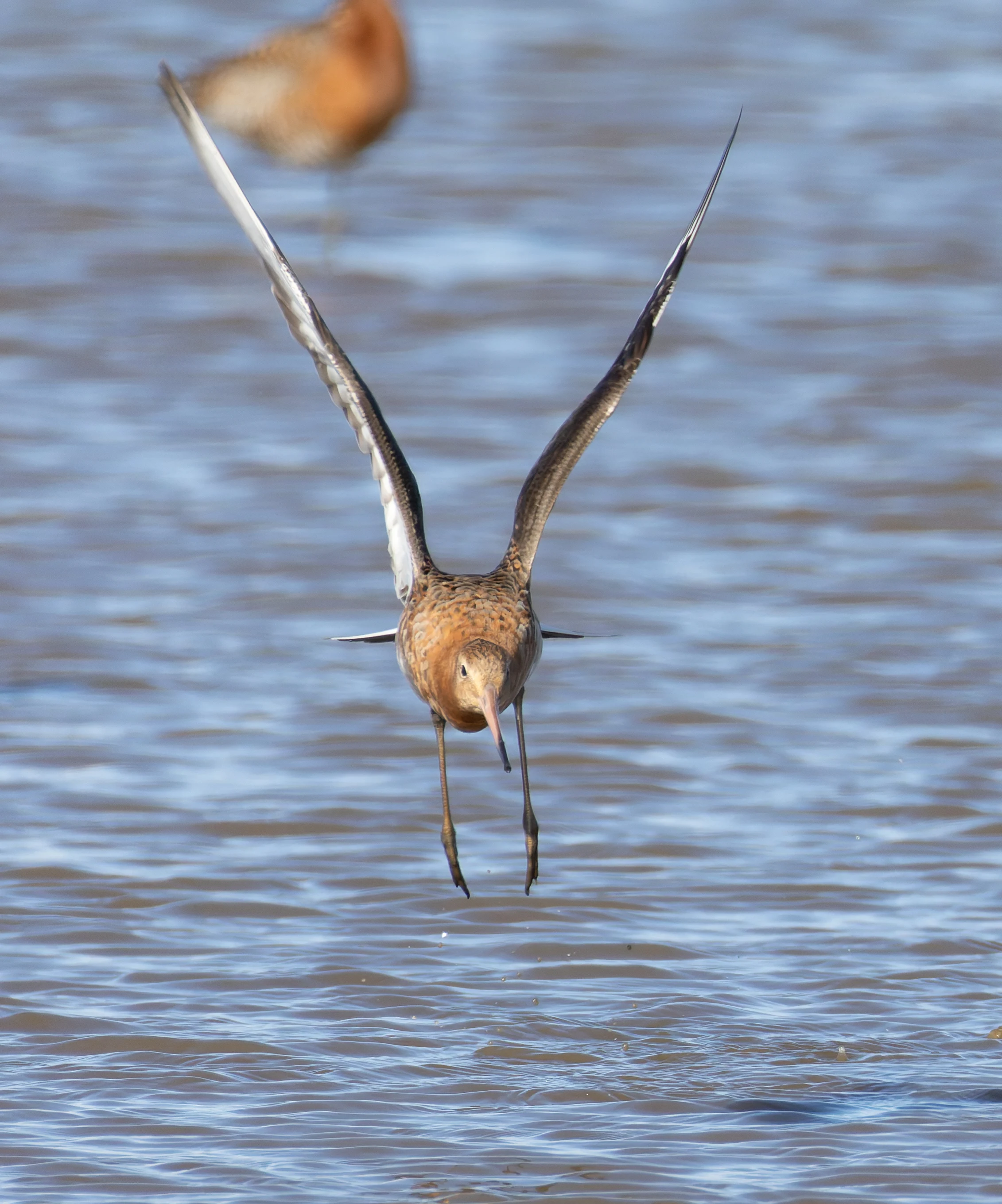 Black-Tailed Godwit, Lymington, Hampshire, UK — photo by Orlando Prugel-Bennett