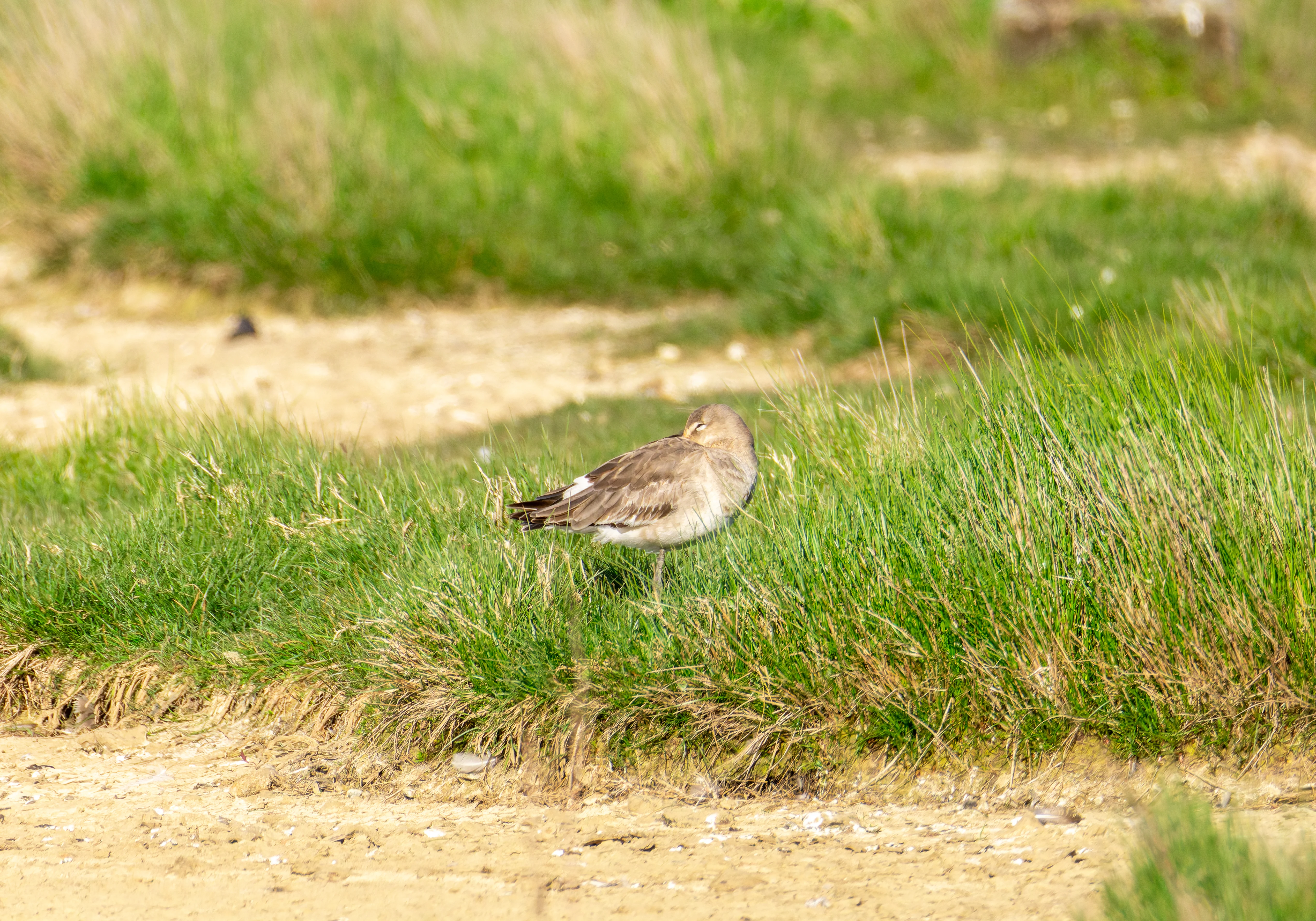 Black-Tailed Godwit, Lymington, Hampshire, UK — photo by Orlando Prugel-Bennett