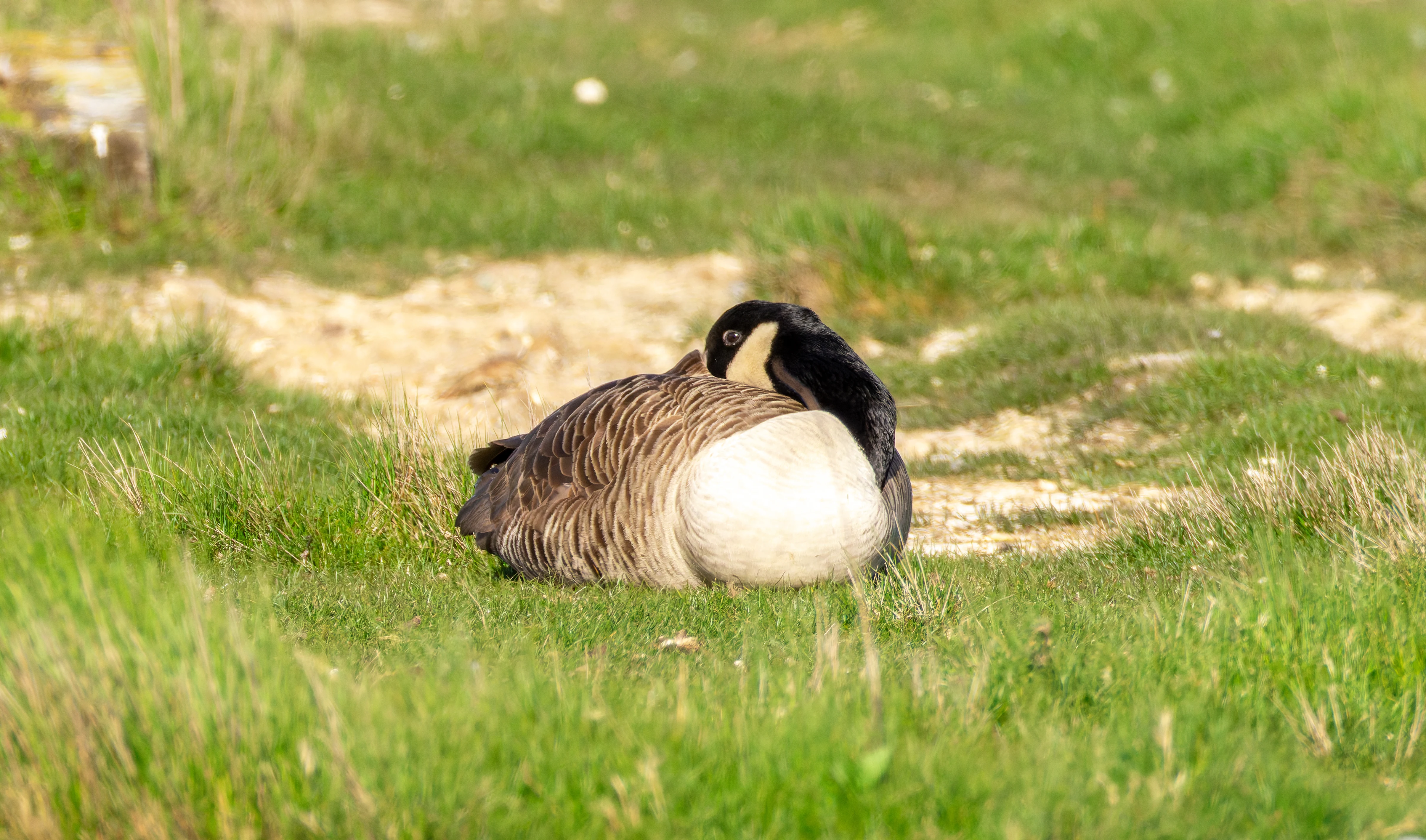 Canada Goose, Lymington, Hampshire, UK — photo by Orlando Prugel-Bennett