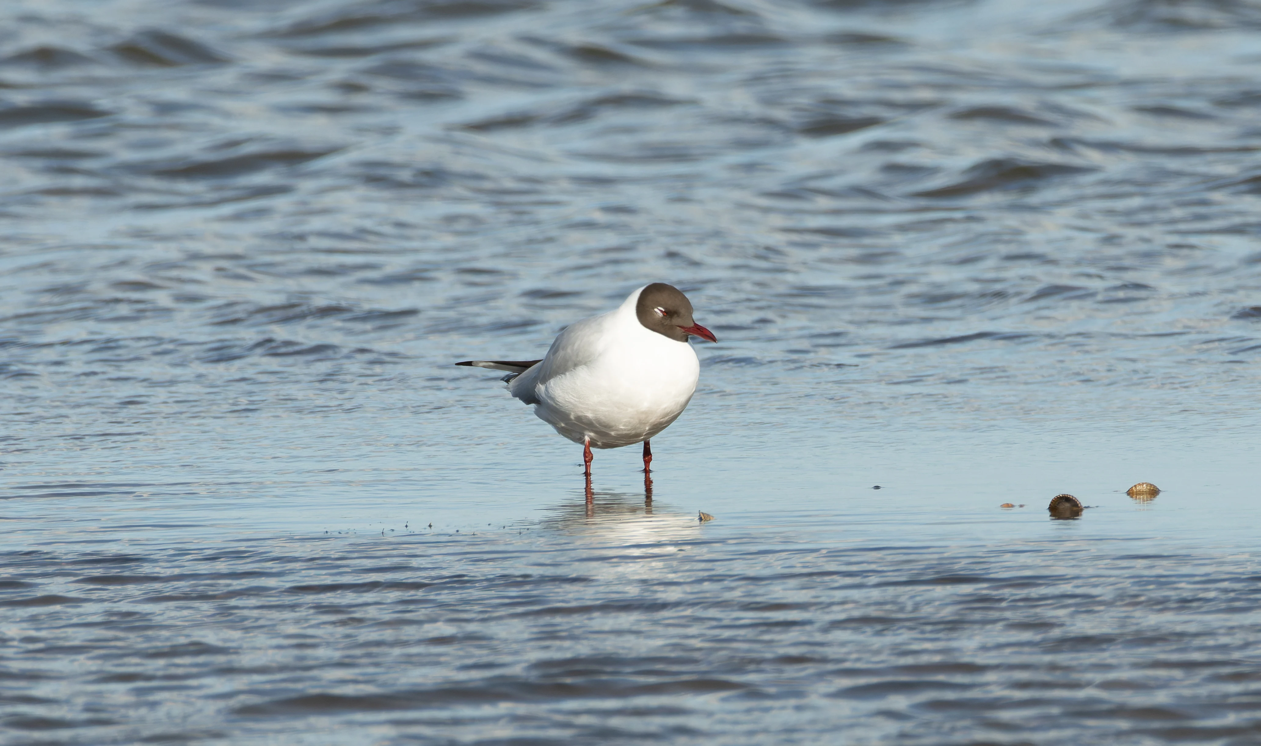 Black-Headed Gull, Lymington, Hampshire, UK — photo by Orlando Prugel-Bennett