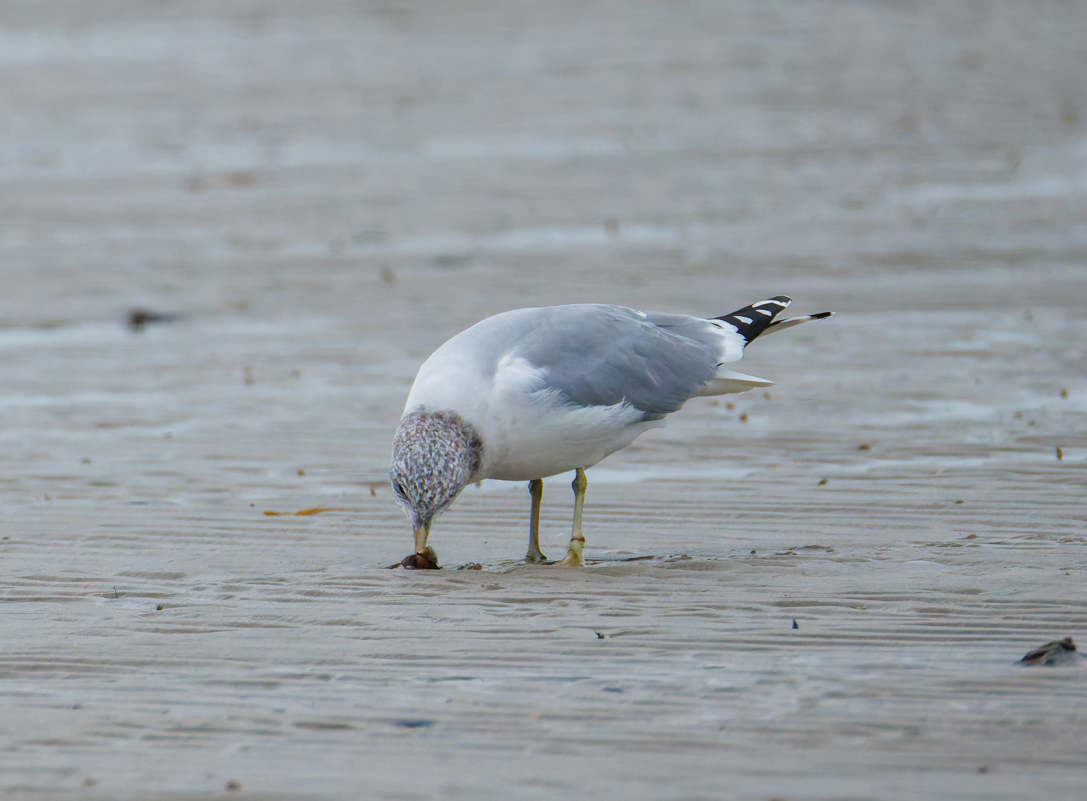 Common Gull, Zeeland, Netherlands — photo by Orlando Prugel-Bennett