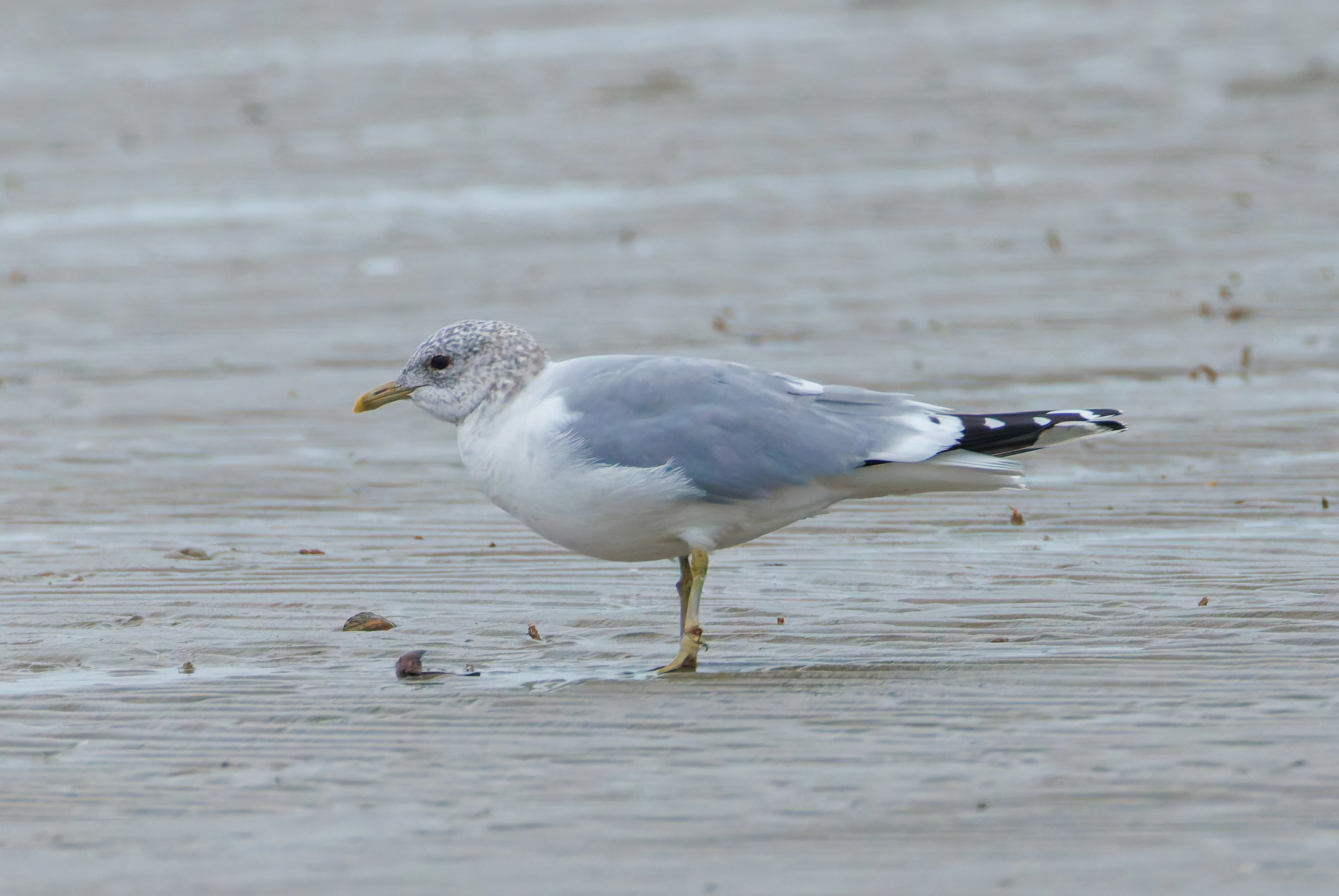 Common Gull, Zeeland, Netherlands — photo by Orlando Prugel-Bennett