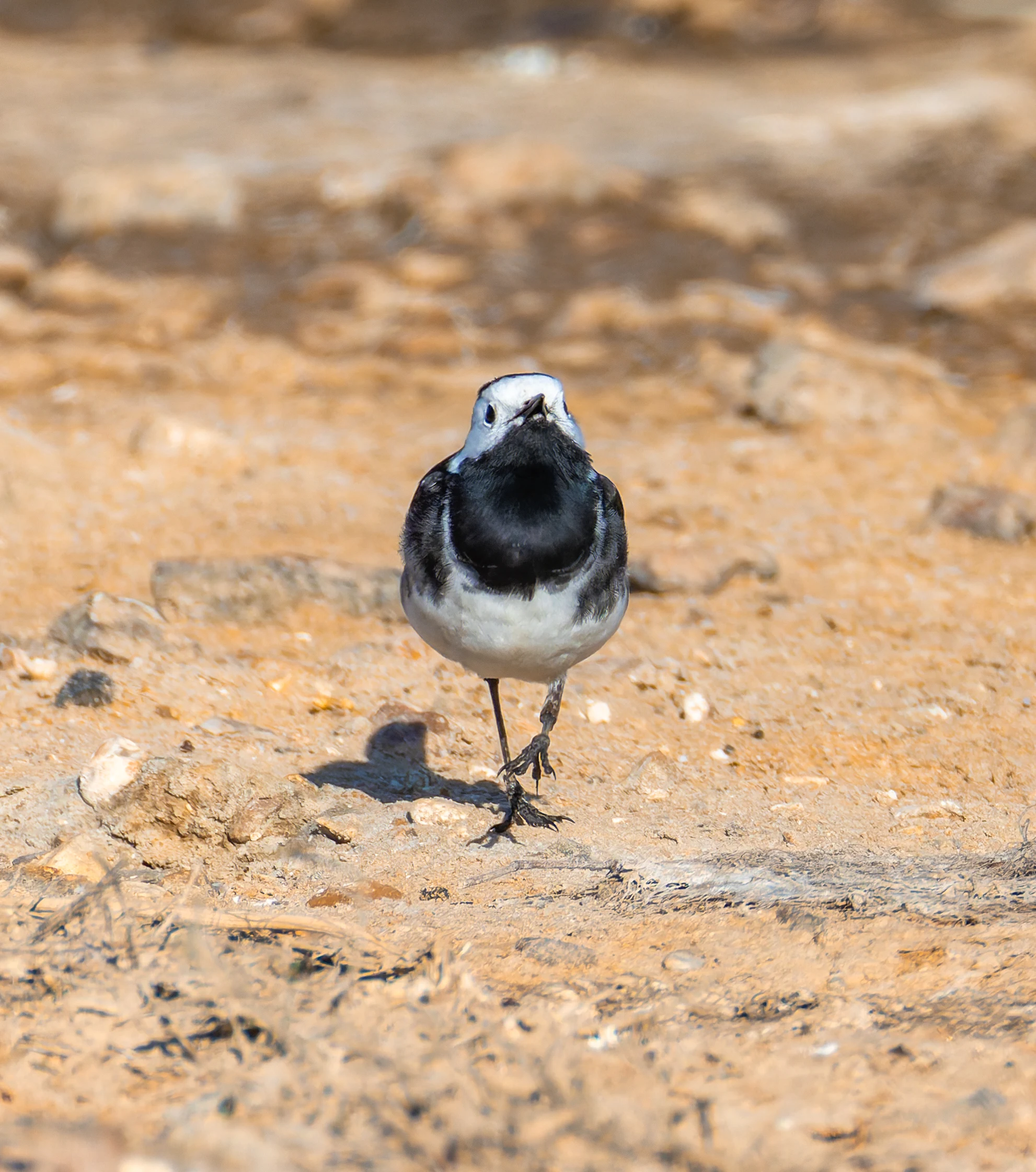 Pied Wagtail, Lymington, Hampshire, UK — photo by Orlando Prugel-Bennett