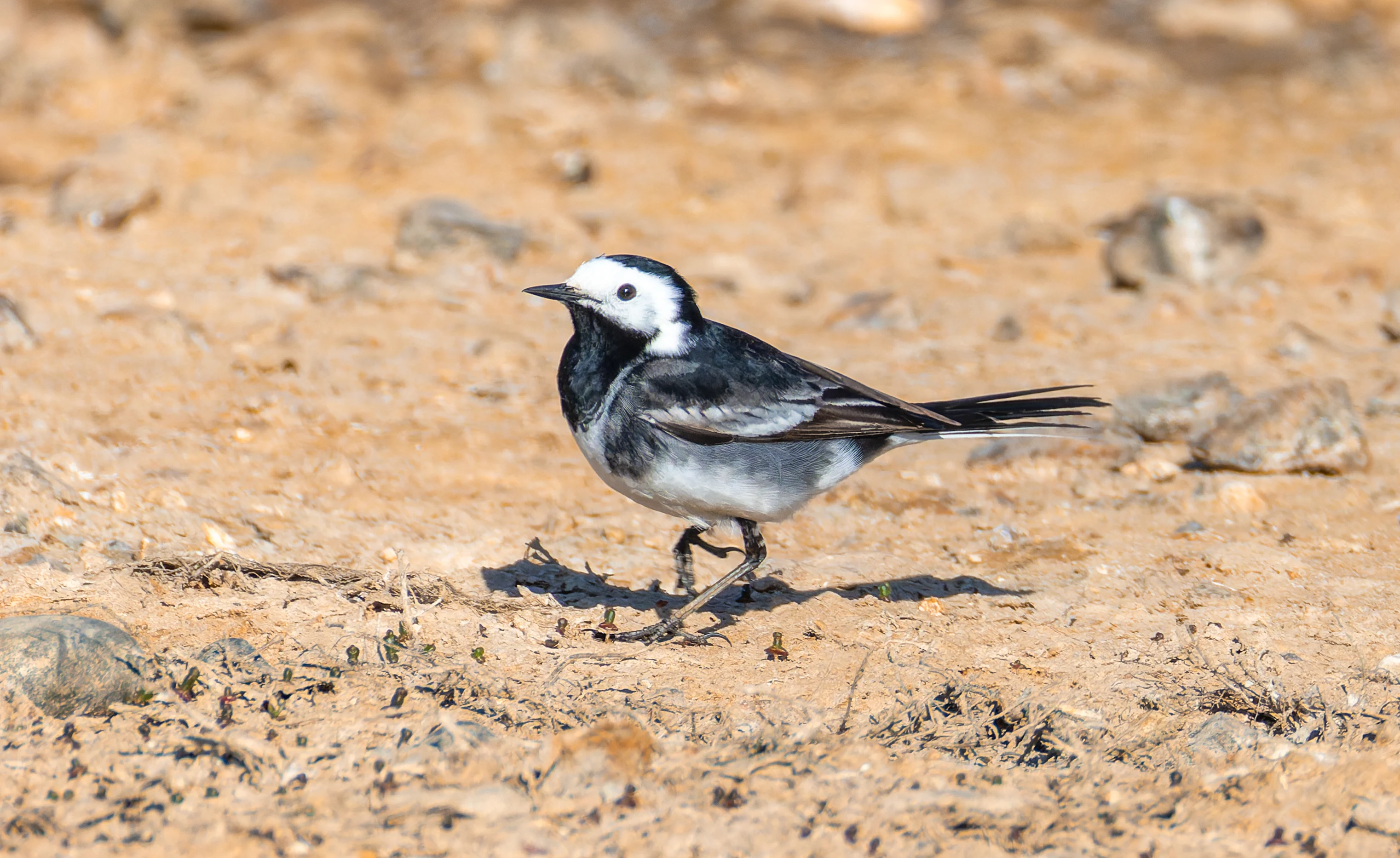 Pied Wagtail, Lymington, Hampshire, UK — photo by Orlando Prugel-Bennett