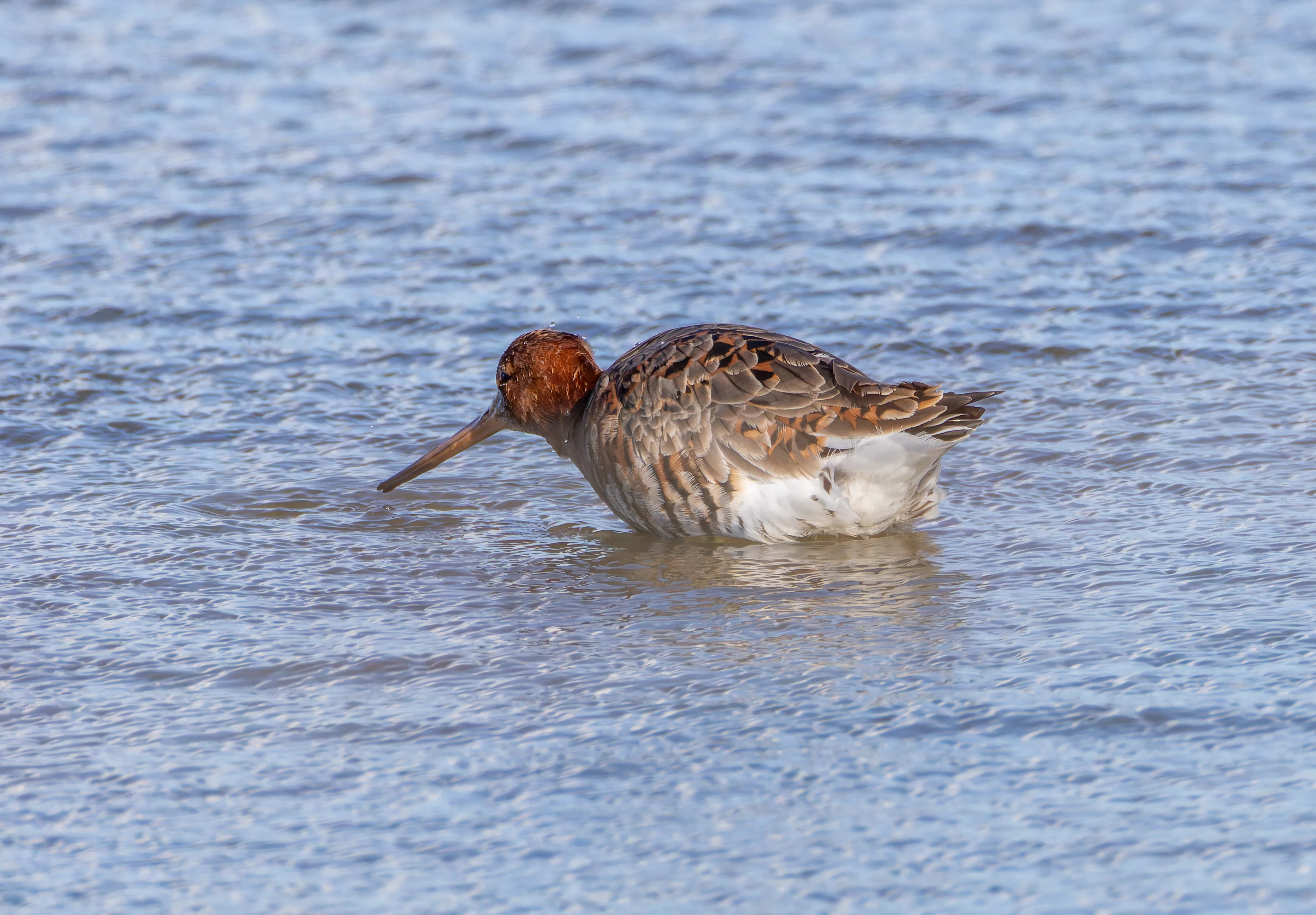 Black-Tailed Godwit, Lymington, Hampshire, UK — photo by Orlando Prugel-Bennett