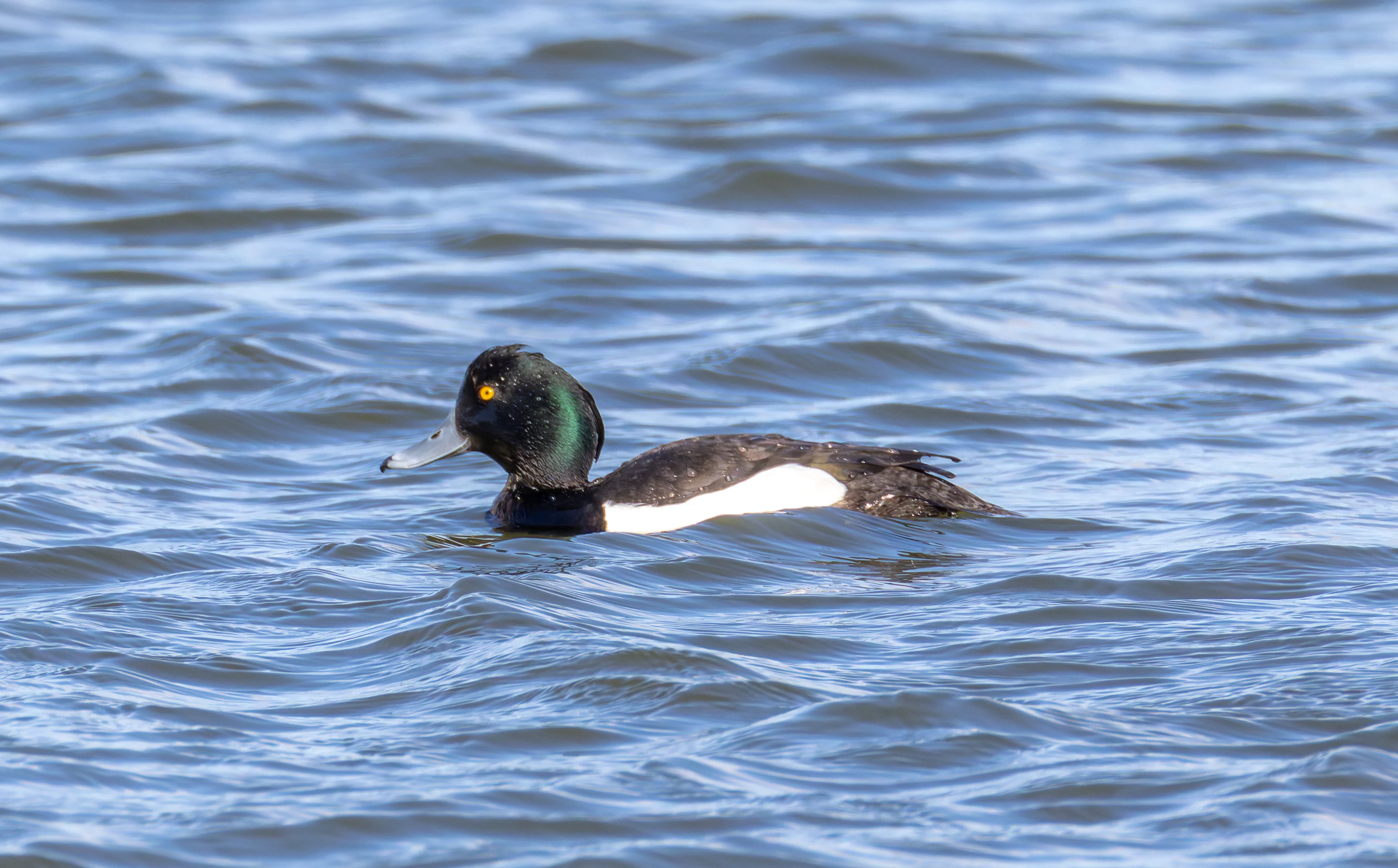 Tufted Duck, Lymington, Hampshire, UK — photo by Orlando Prugel-Bennett