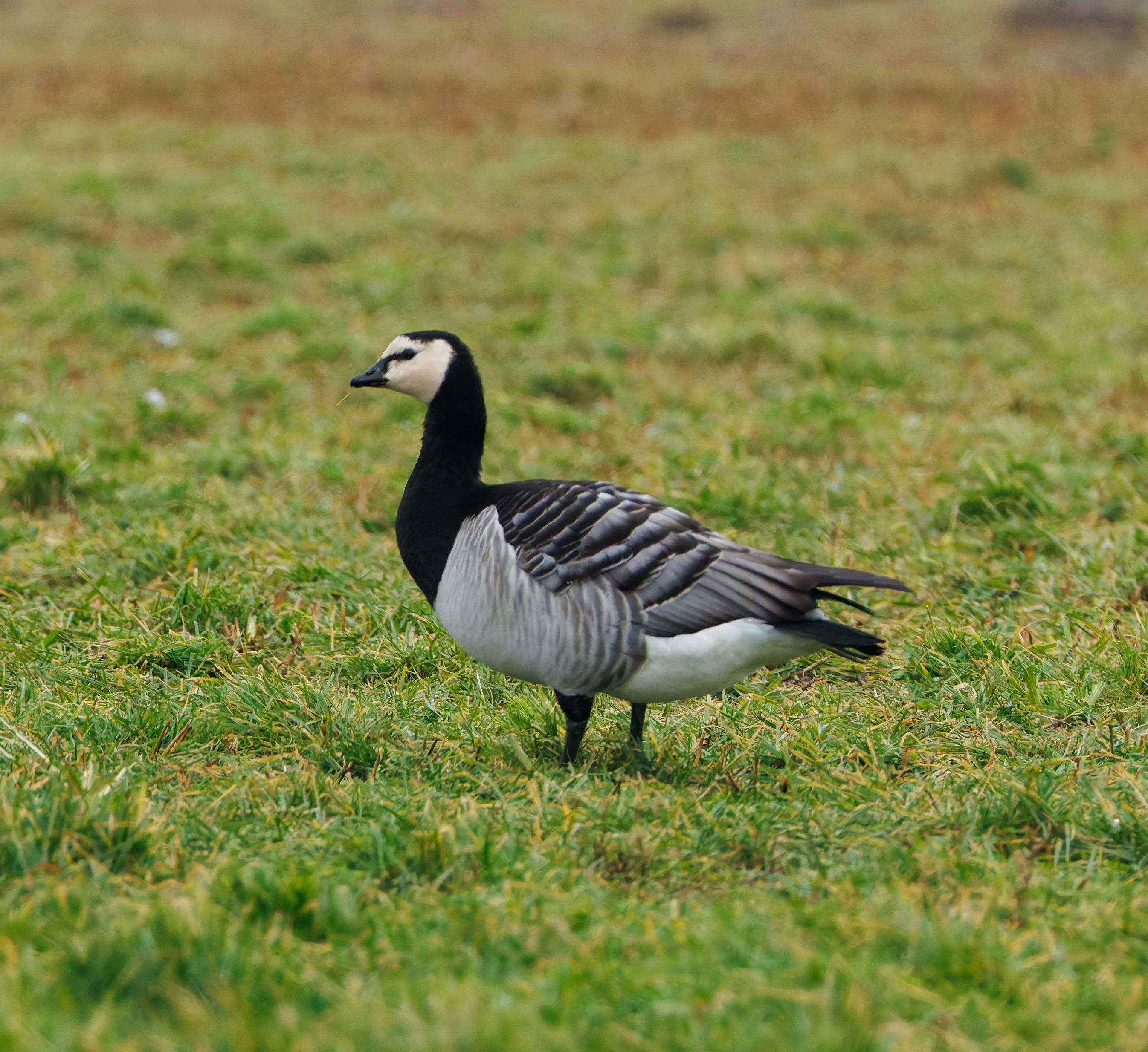 Barnacle Goose, Zeeland, Netherlands — photo by Orlando Prugel-Bennett