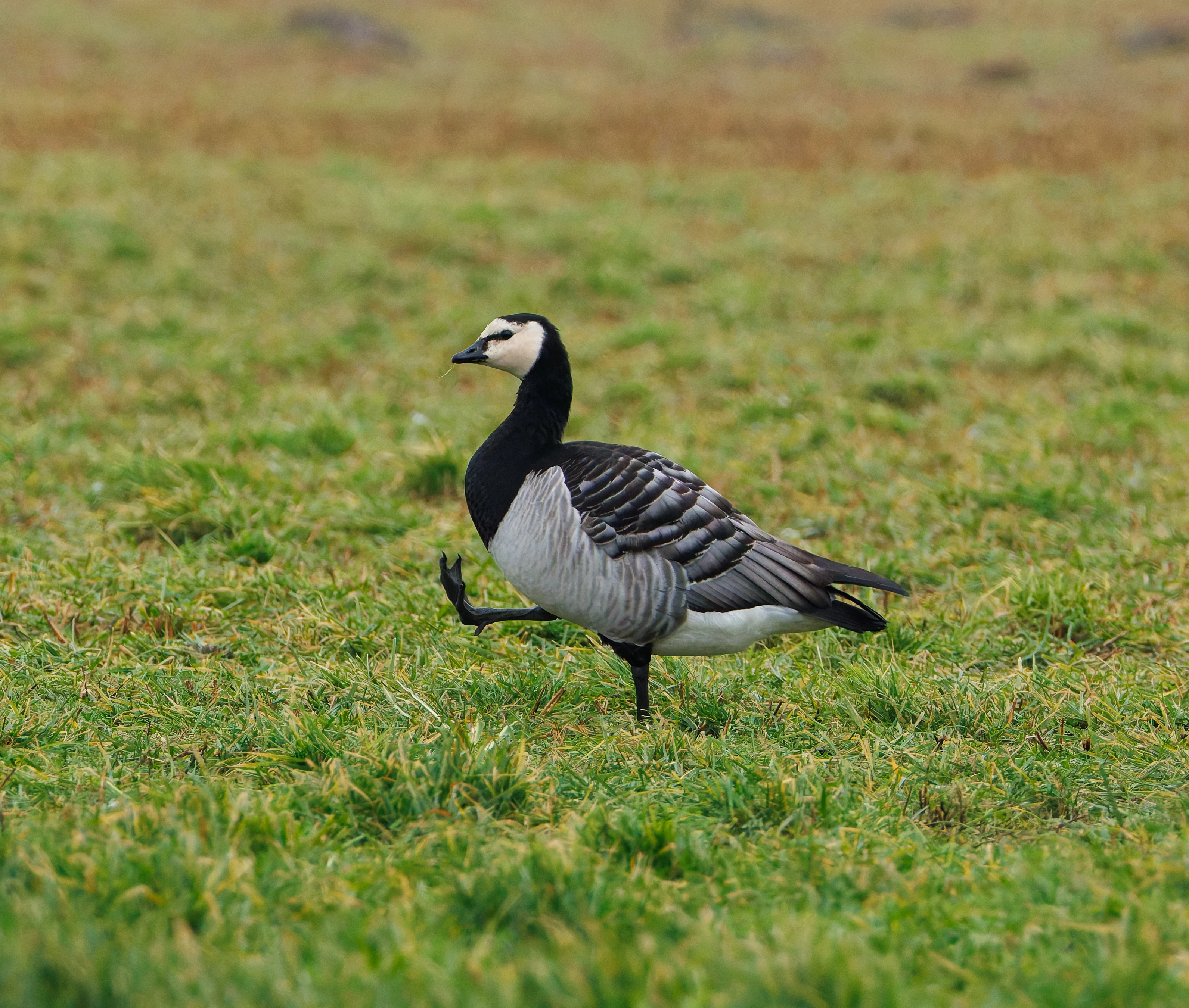 Barnacle Goose, Zeeland, Netherlands — photo by Orlando Prugel-Bennett