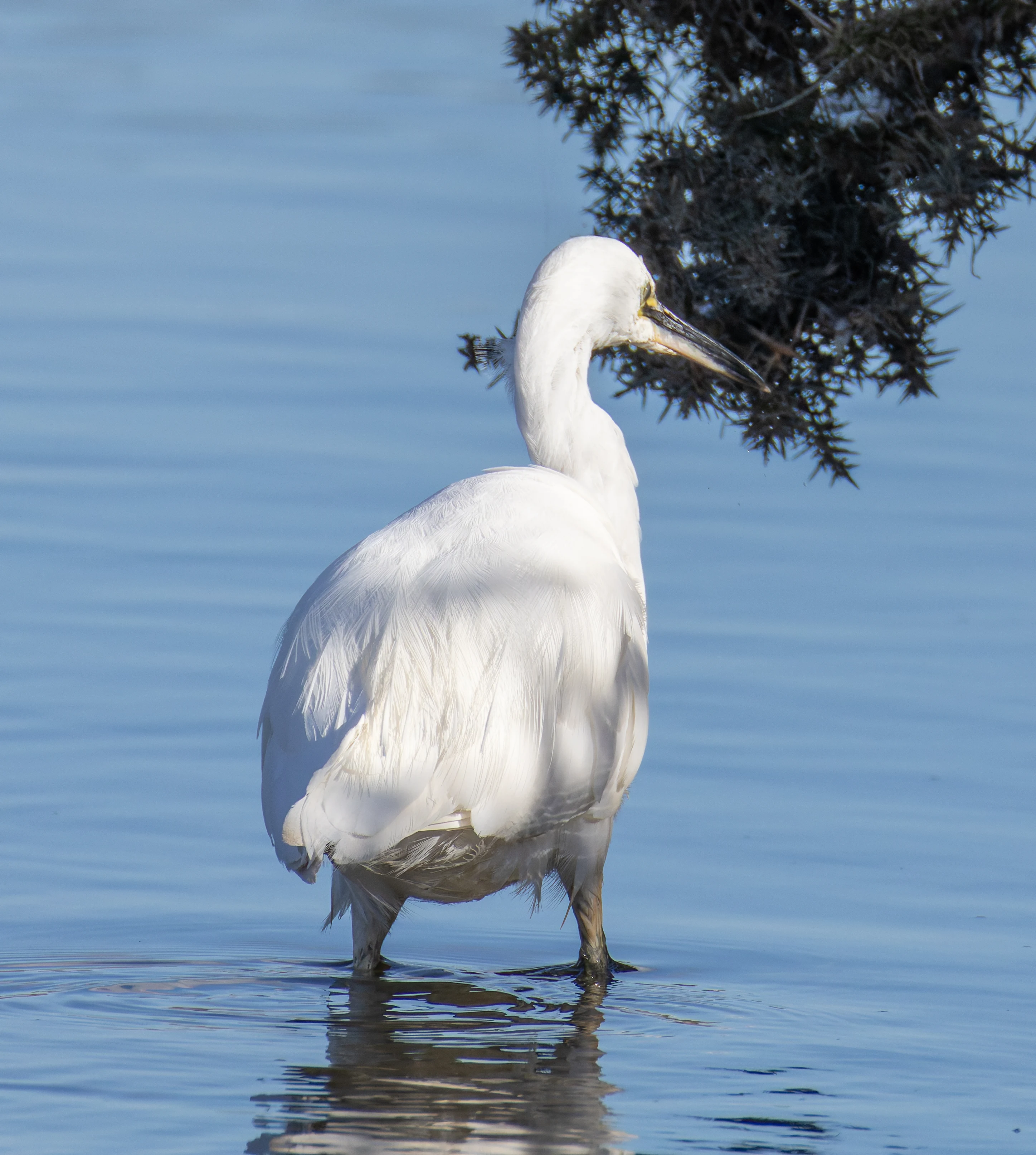 Little Egret, Lymington, Hampshire, UK — photo by Orlando Prugel-Bennett