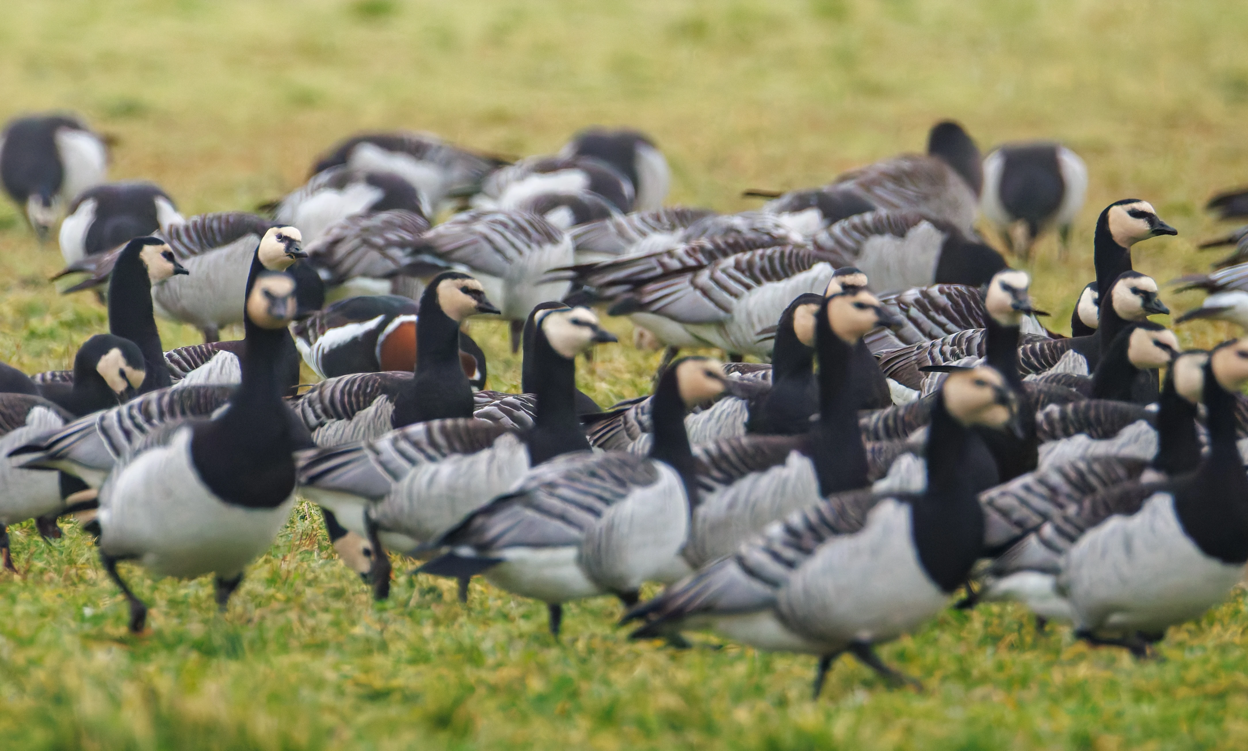 Barnacle Goose with Red-Breasted Goose, Zeeland, Netherlands — photo by Orlando Prugel-Bennett