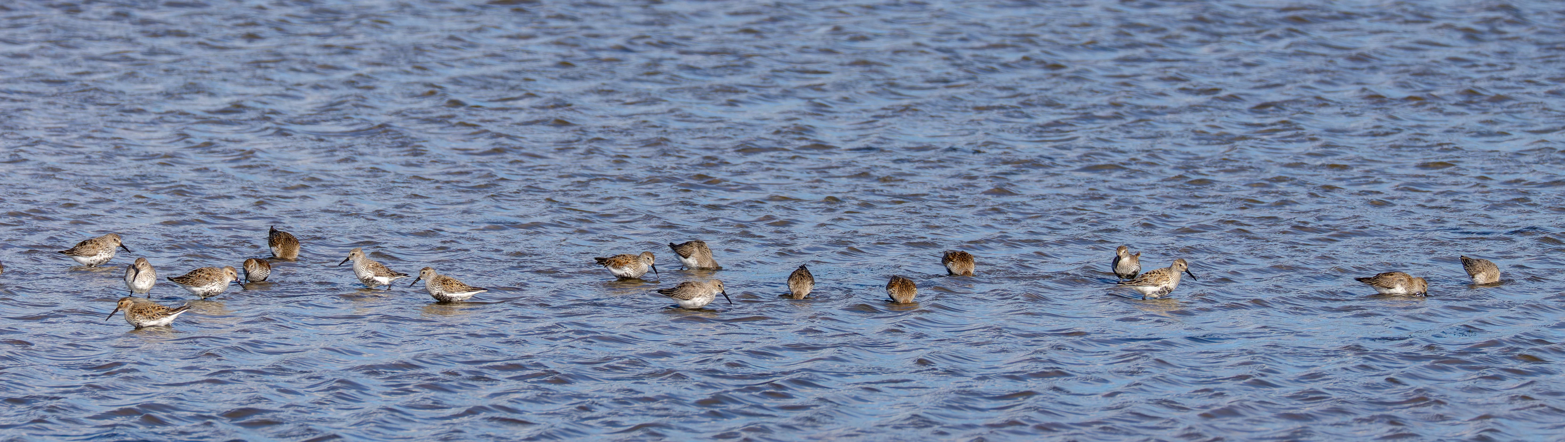 Dunlin, Lymington, Hampshire, UK — photo by Orlando Prugel-Bennett