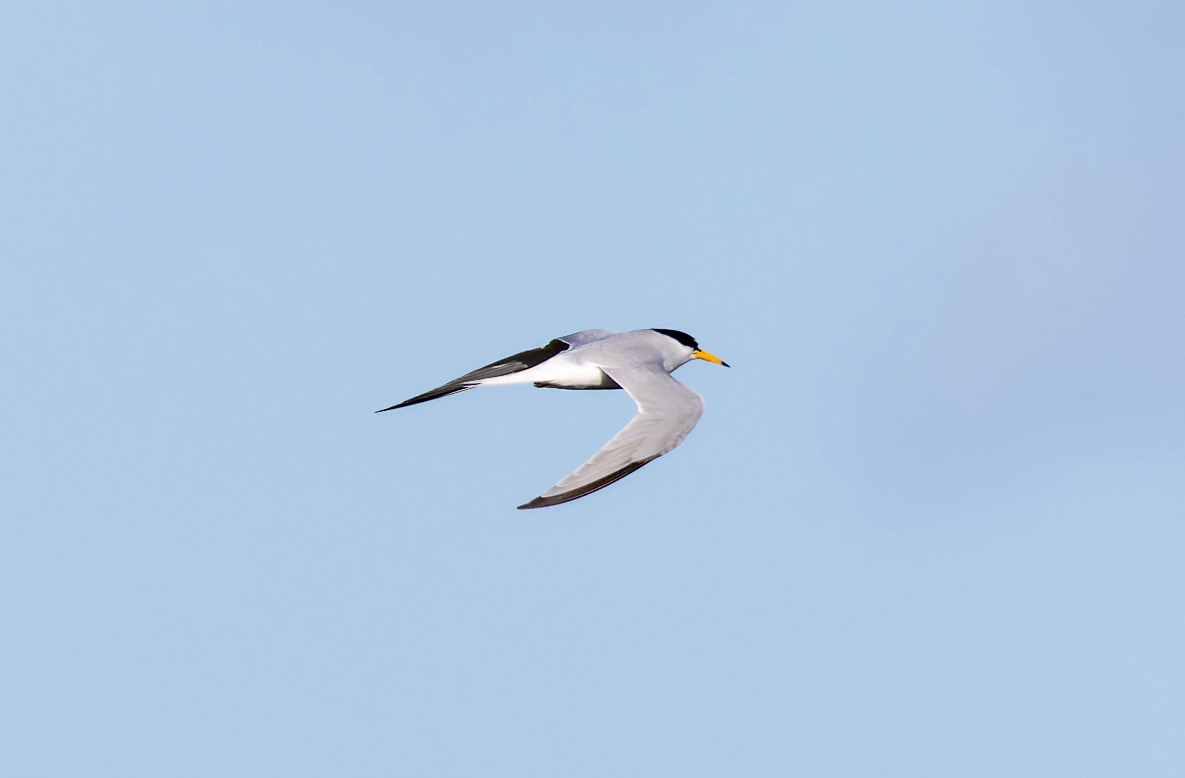 Little Tern, Lymington, Hampshire, UK — photo by Orlando Prugel-Bennett