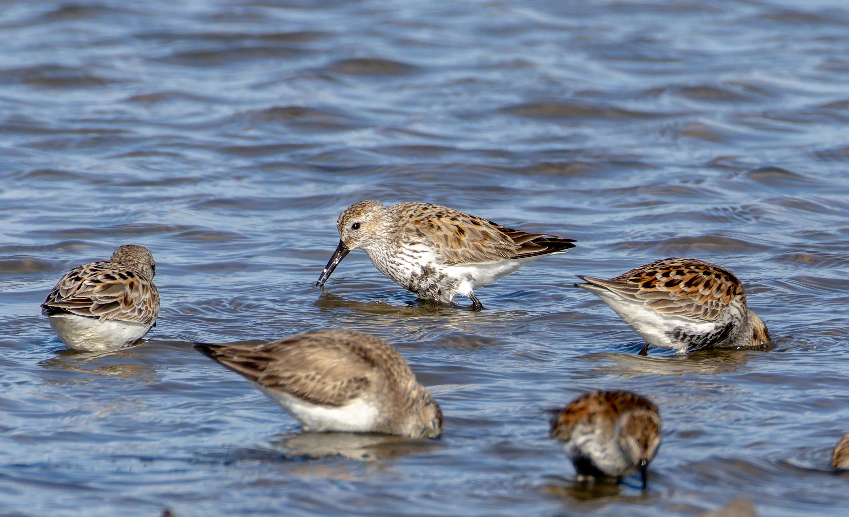 Dunlin, Lymington, Hampshire, UK — photo by Orlando Prugel-Bennett