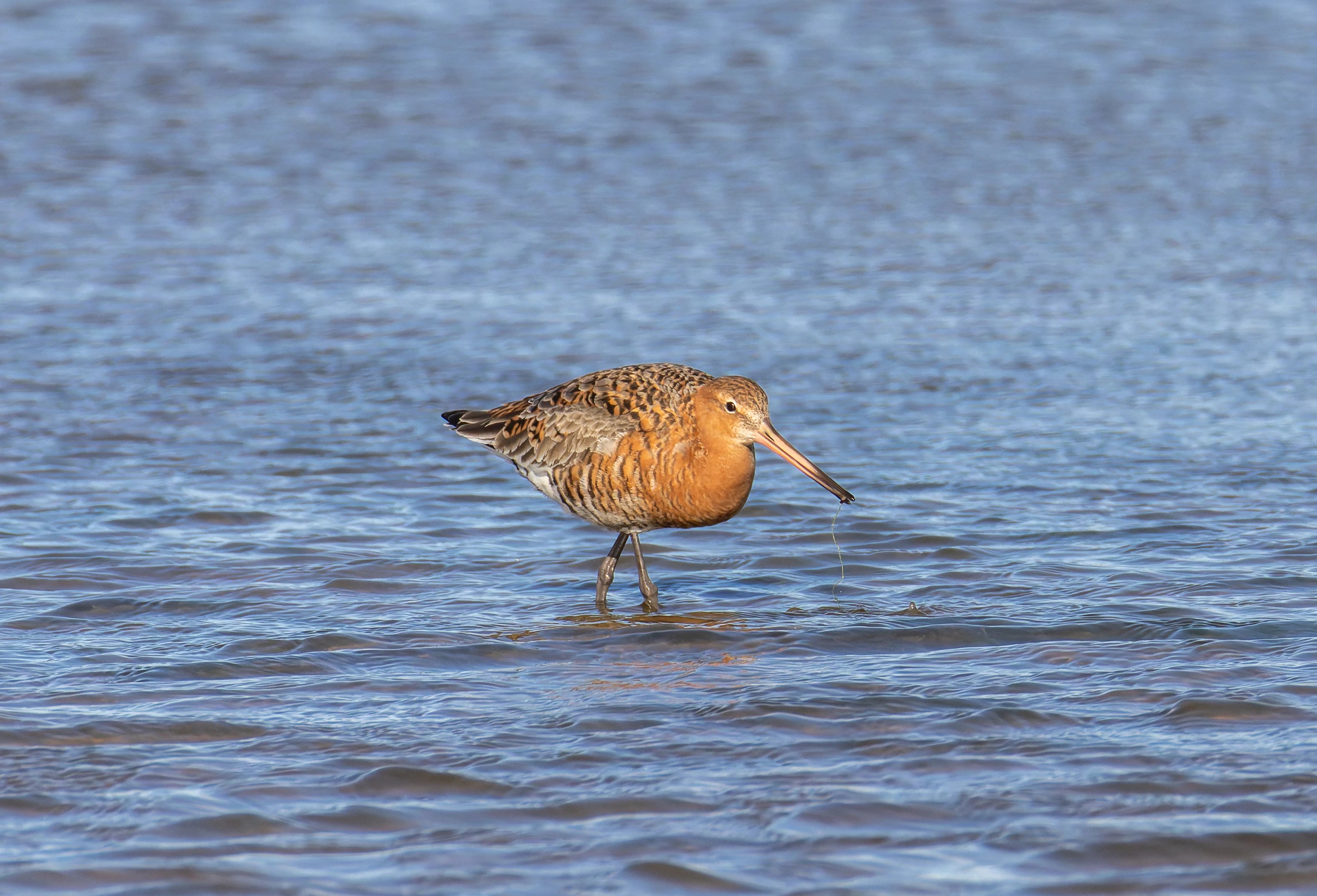 Black-Tailed Godwit, Lymington, Hampshire, UK — photo by Orlando Prugel-Bennett