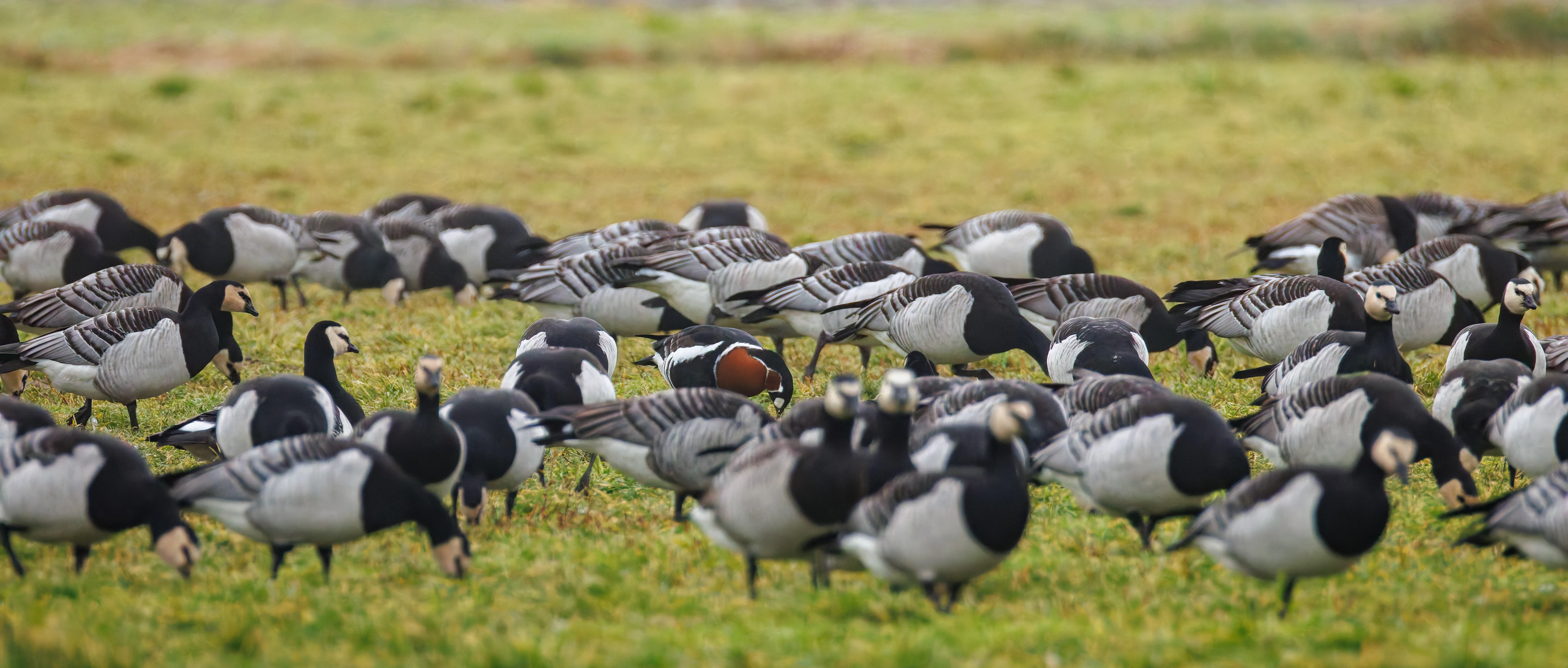 Barnacle Goose with Red-Breasted Goose, Zeeland, Netherlands — photo by Orlando Prugel-Bennett