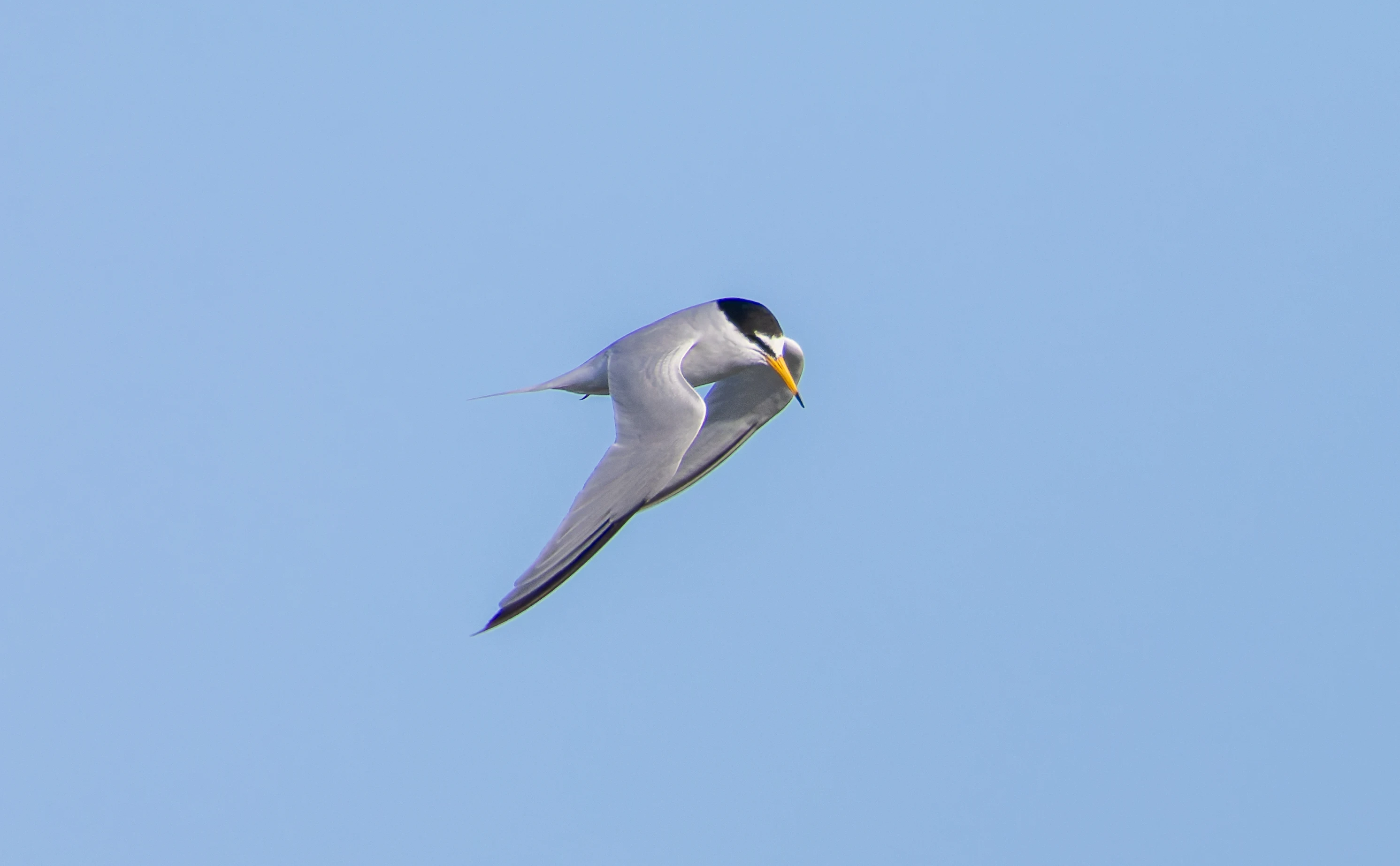 Little Tern, Lymington, Hampshire, UK — photo by Orlando Prugel-Bennett