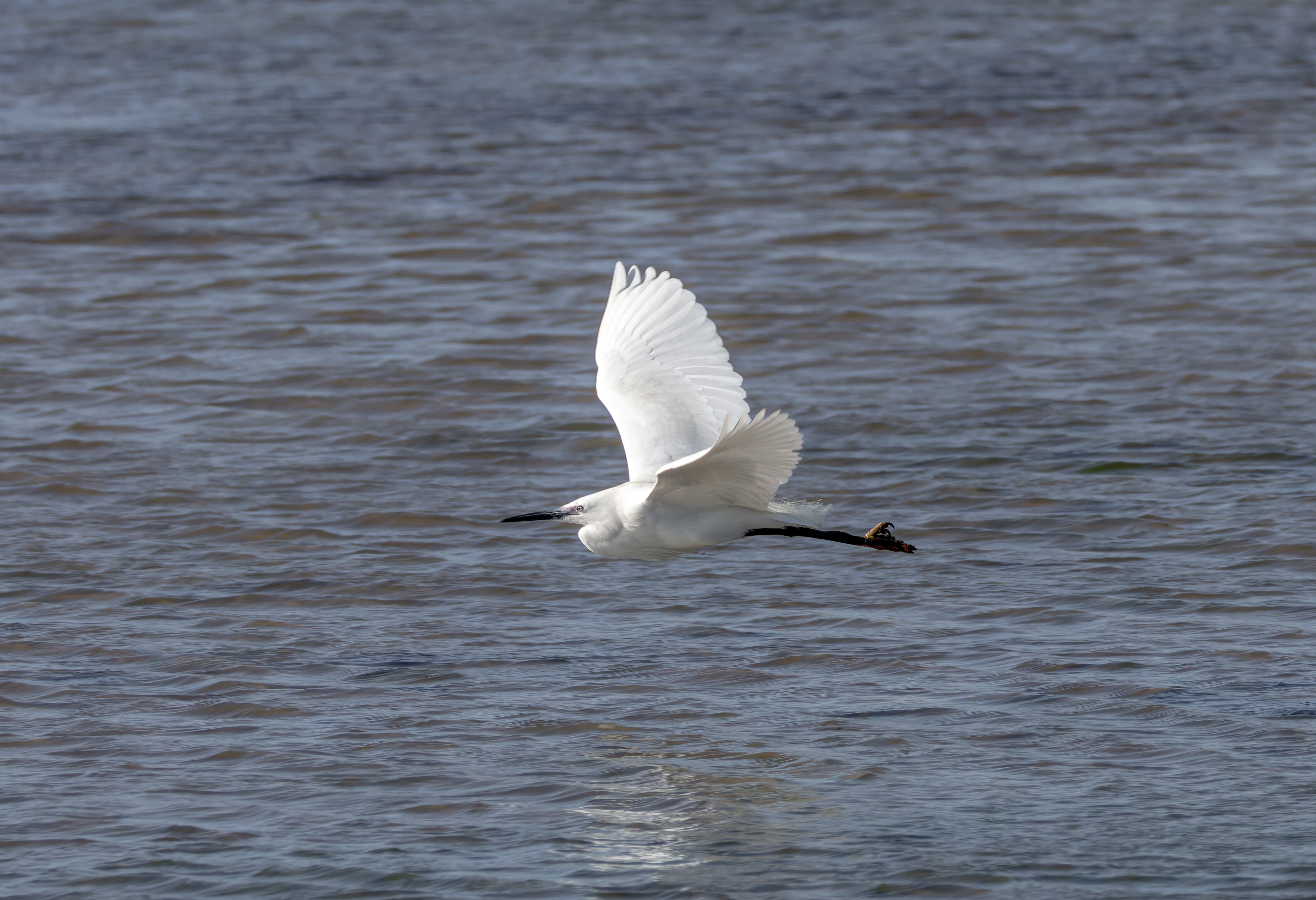 Little Egret, Lymington, Hampshire, UK — photo by Orlando Prugel-Bennett