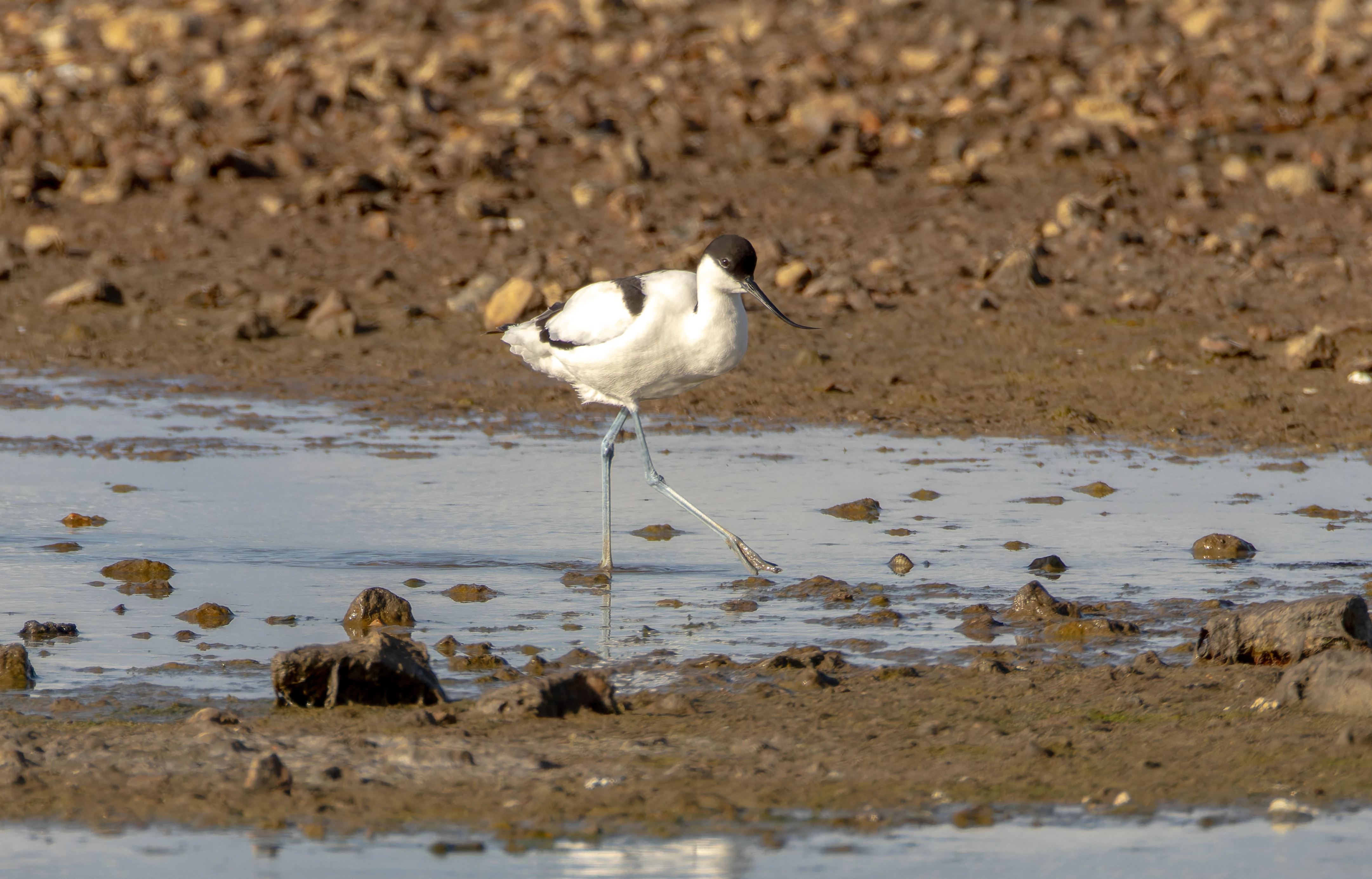 Avocet, Lymington, Hampshire, UK — photo by Orlando Prugel-Bennett
