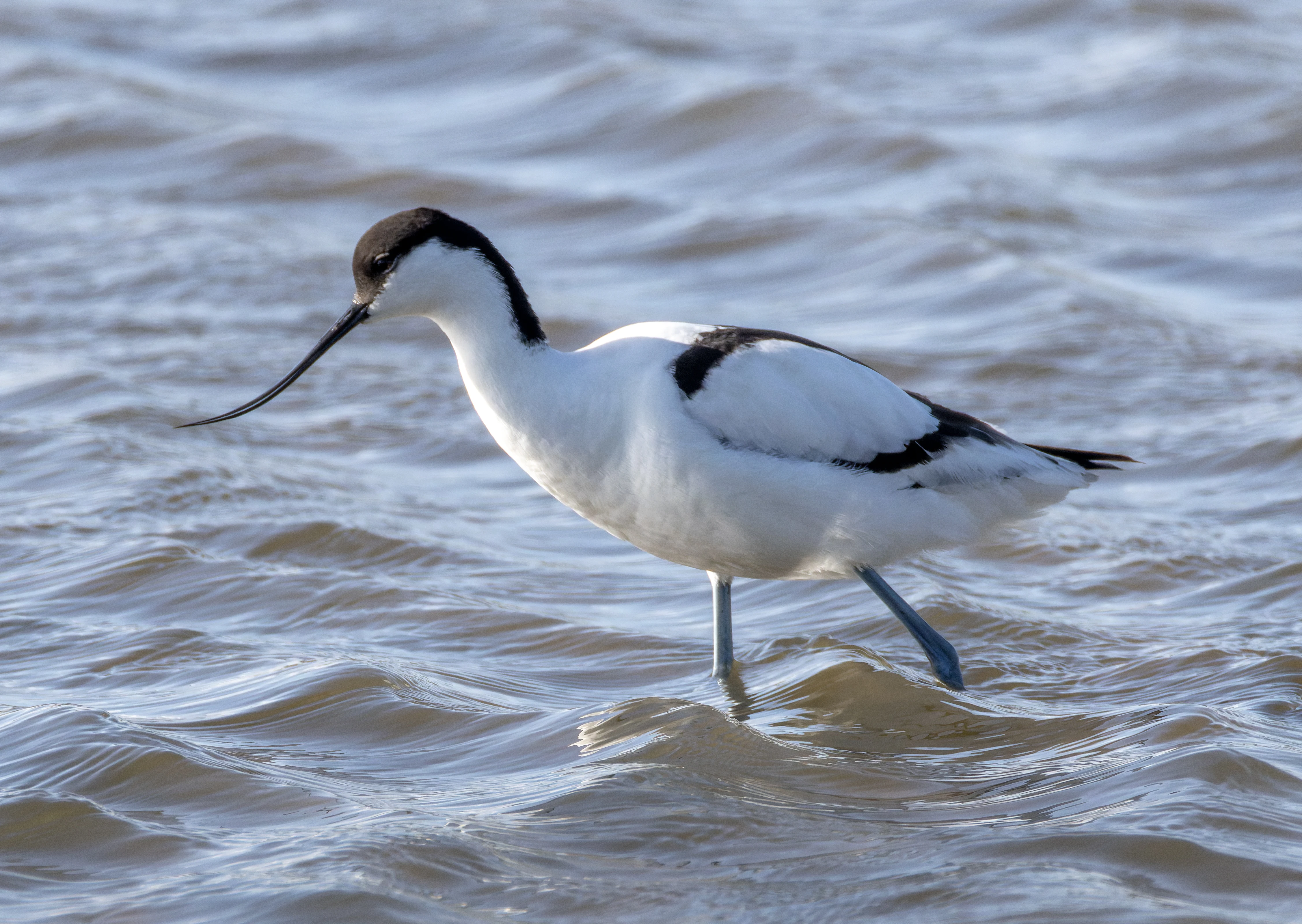 Avocet, Lymington, Hampshire, UK — photo by Orlando Prugel-Bennett