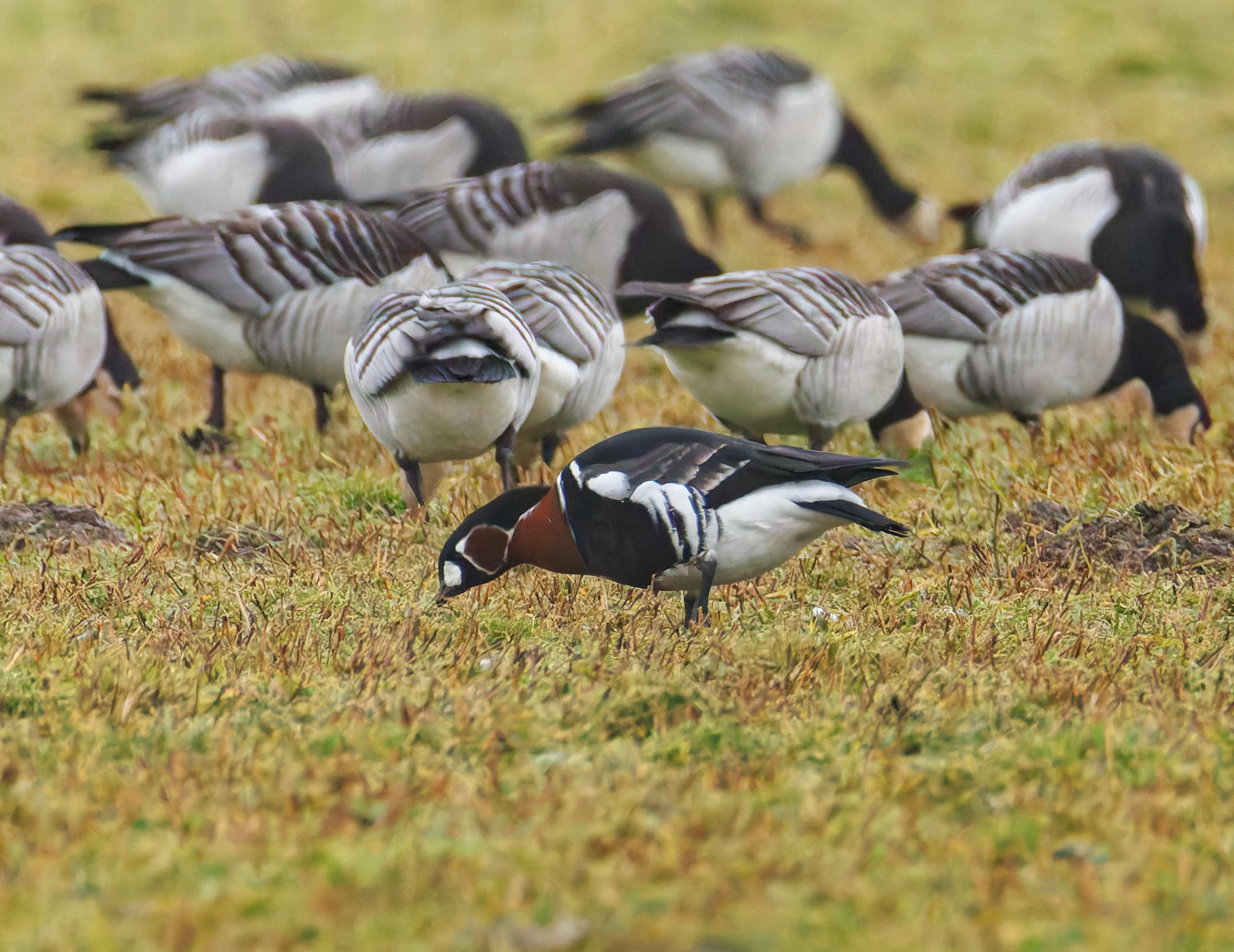 Red-Breasted Goose, Zeeland, Netherlands — photo by Orlando Prugel-Bennett