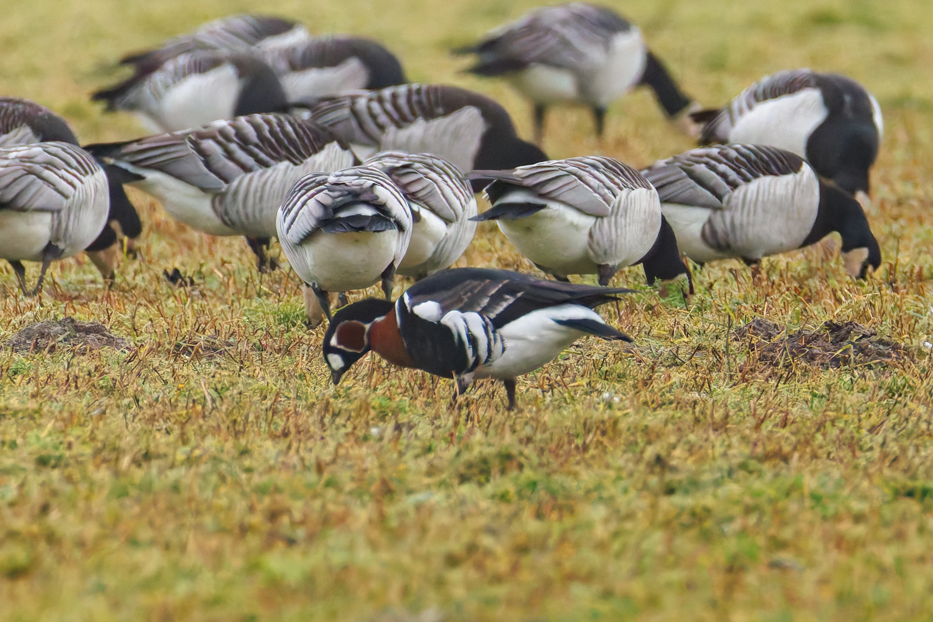 Red-Breasted Goose, Zeeland, Netherlands — photo by Orlando Prugel-Bennett