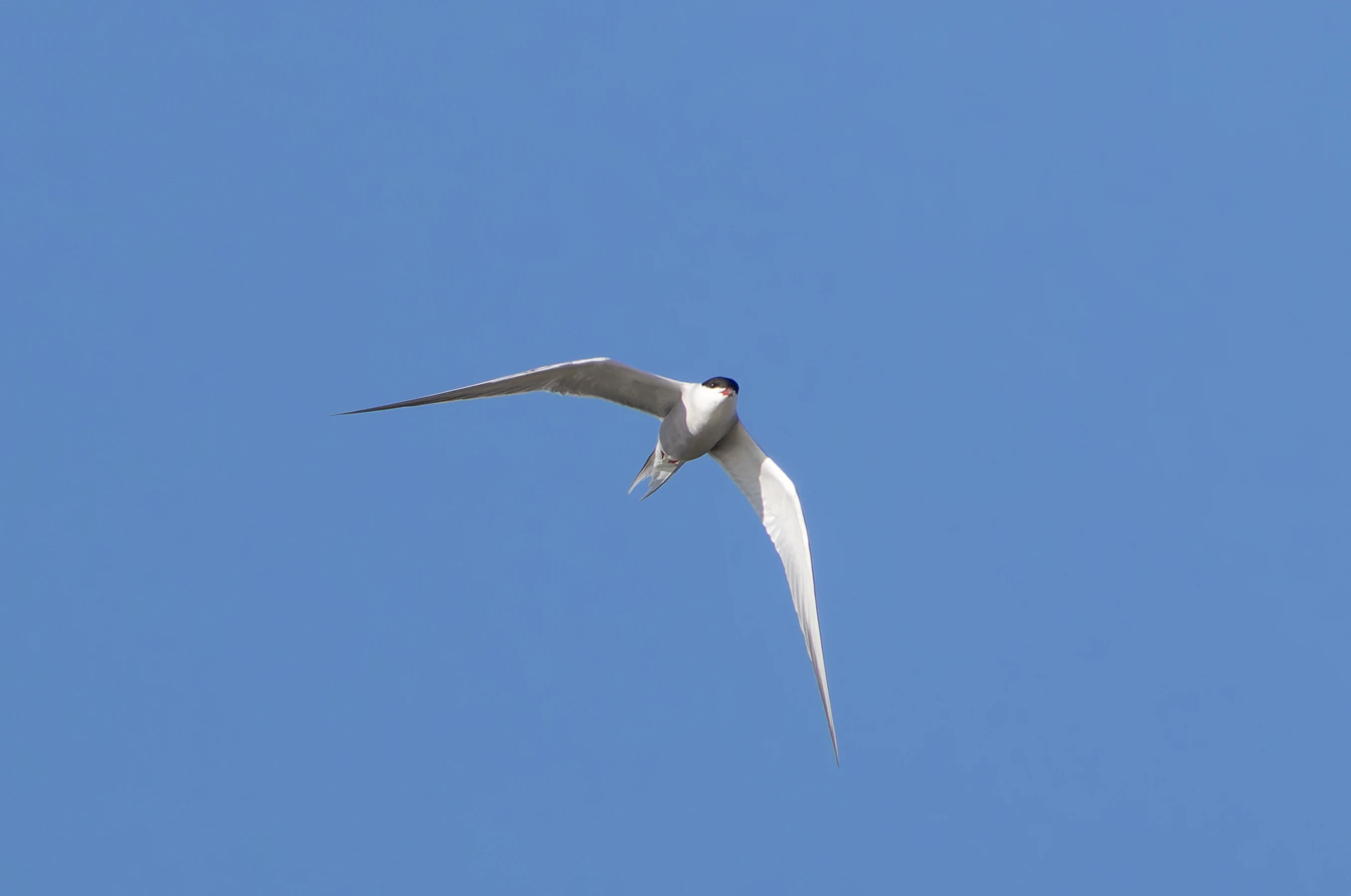 Common Tern, Lymington, Hampshire, UK — photo by Orlando Prugel-Bennett