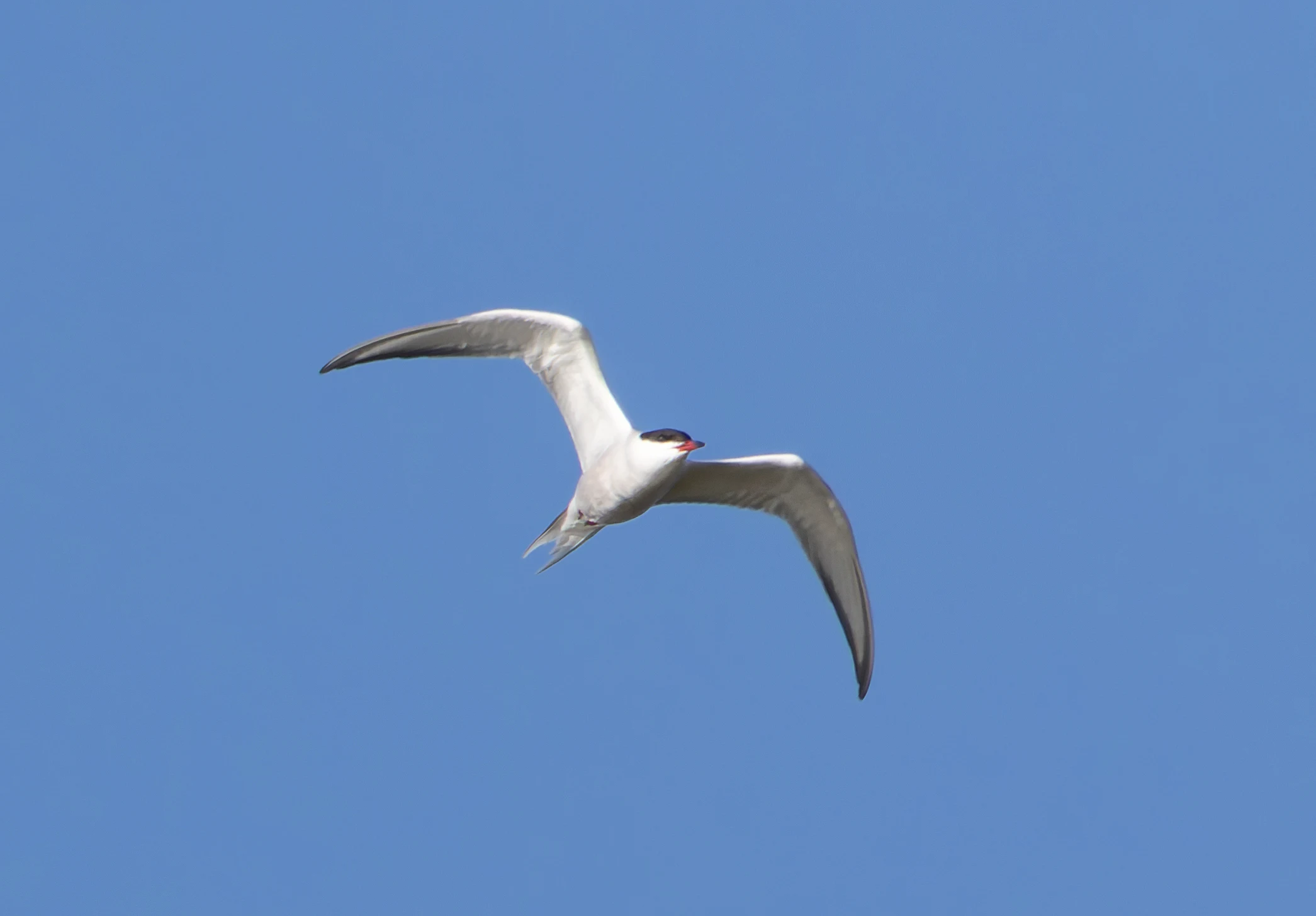 Common Tern, Lymington, Hampshire, UK — photo by Orlando Prugel-Bennett