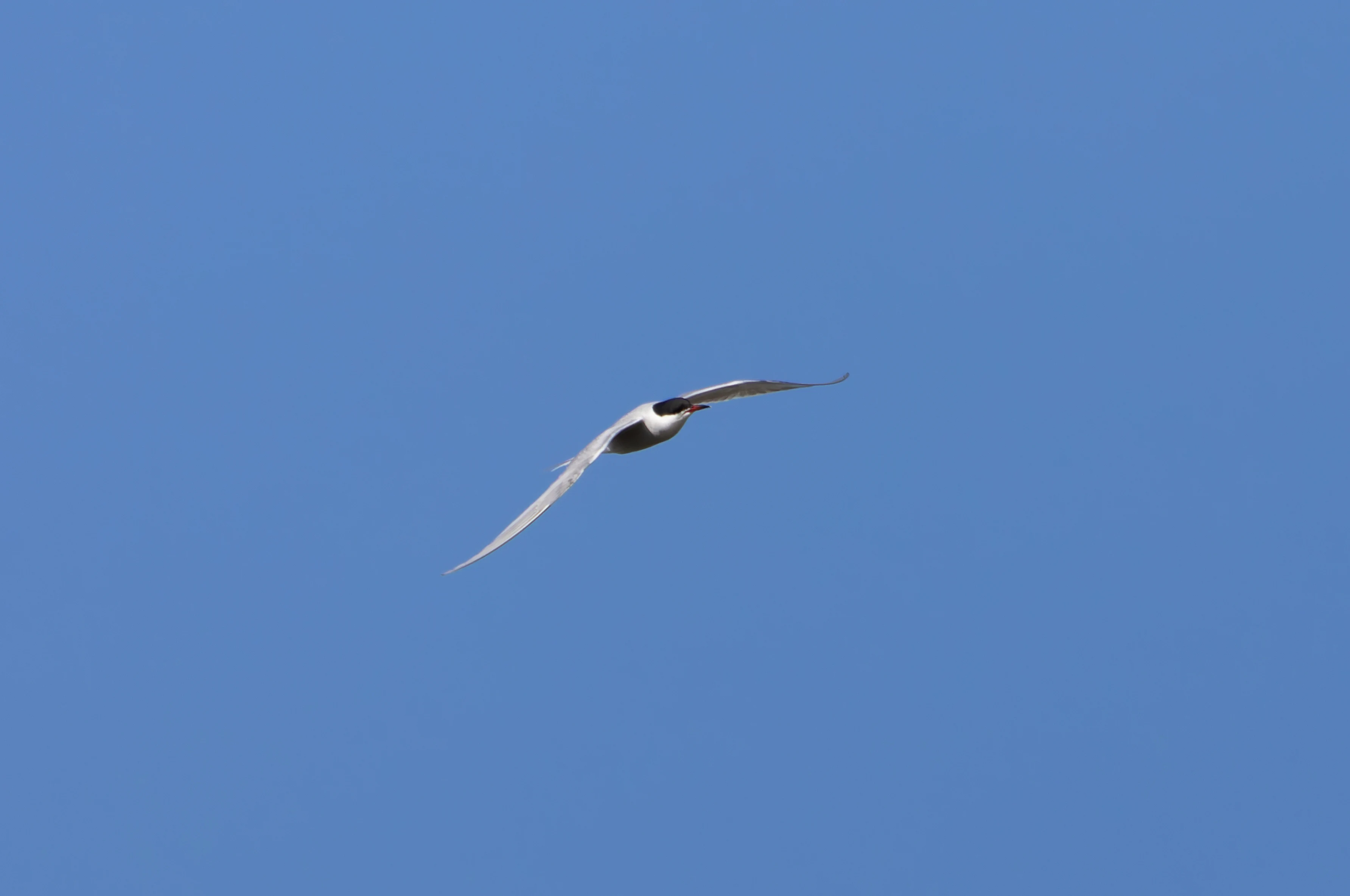 Common Tern, Lymington, Hampshire, UK — photo by Orlando Prugel-Bennett