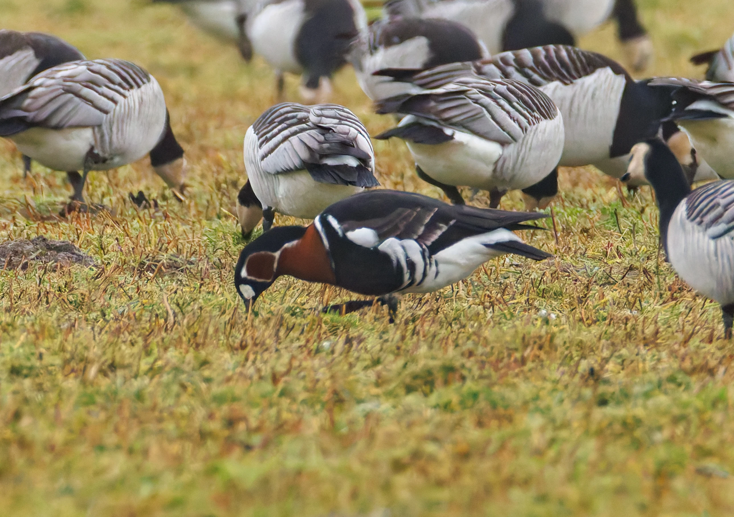 Red-Breasted Goose, Zeeland, Netherlands — photo by Orlando Prugel-Bennett