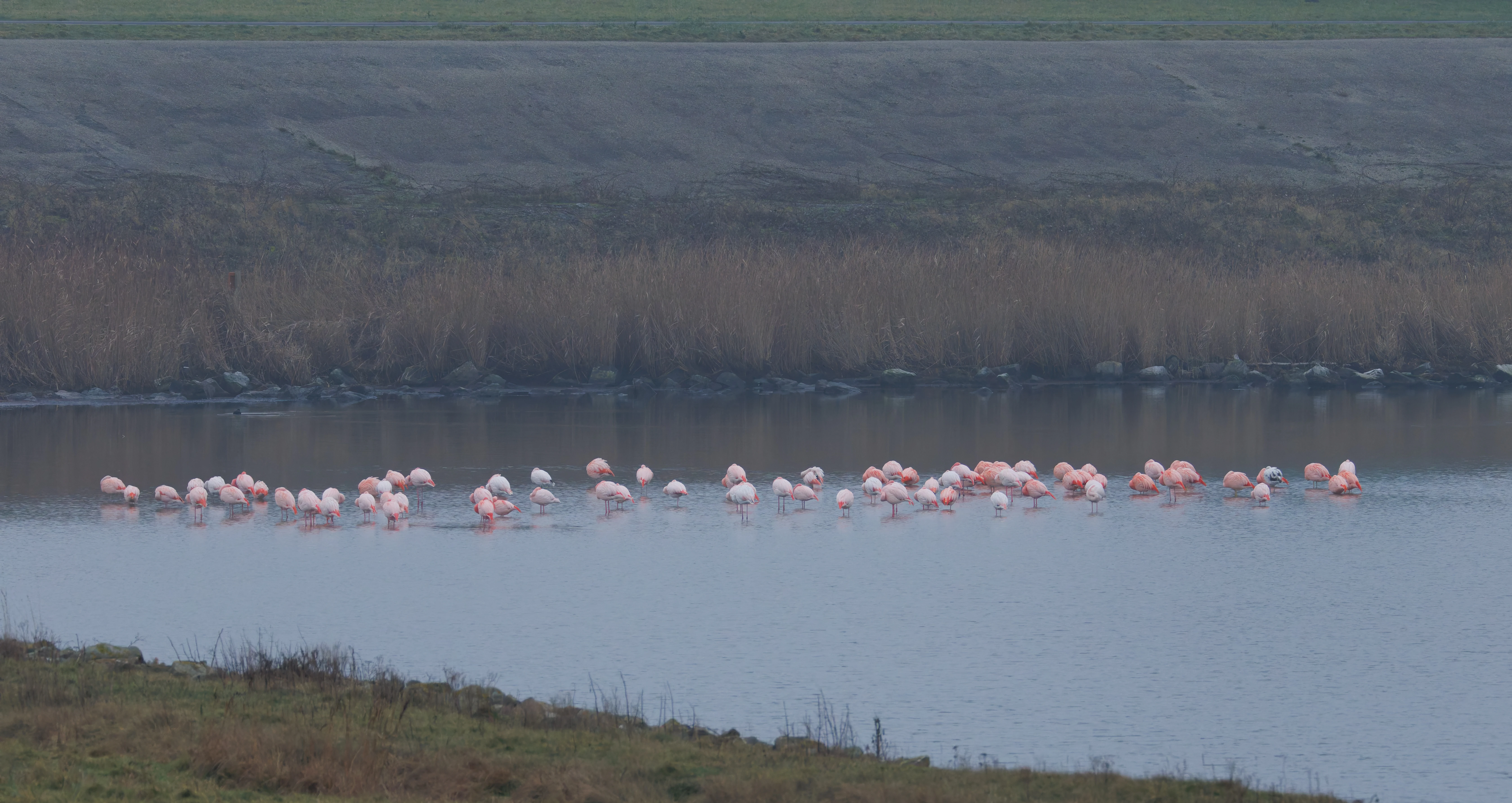 Greater Flamingos with chilean flamingo (Escaped), Battenoord Haven, Zeeland, Netherlands — photo by Orlando Prugel-Bennett
