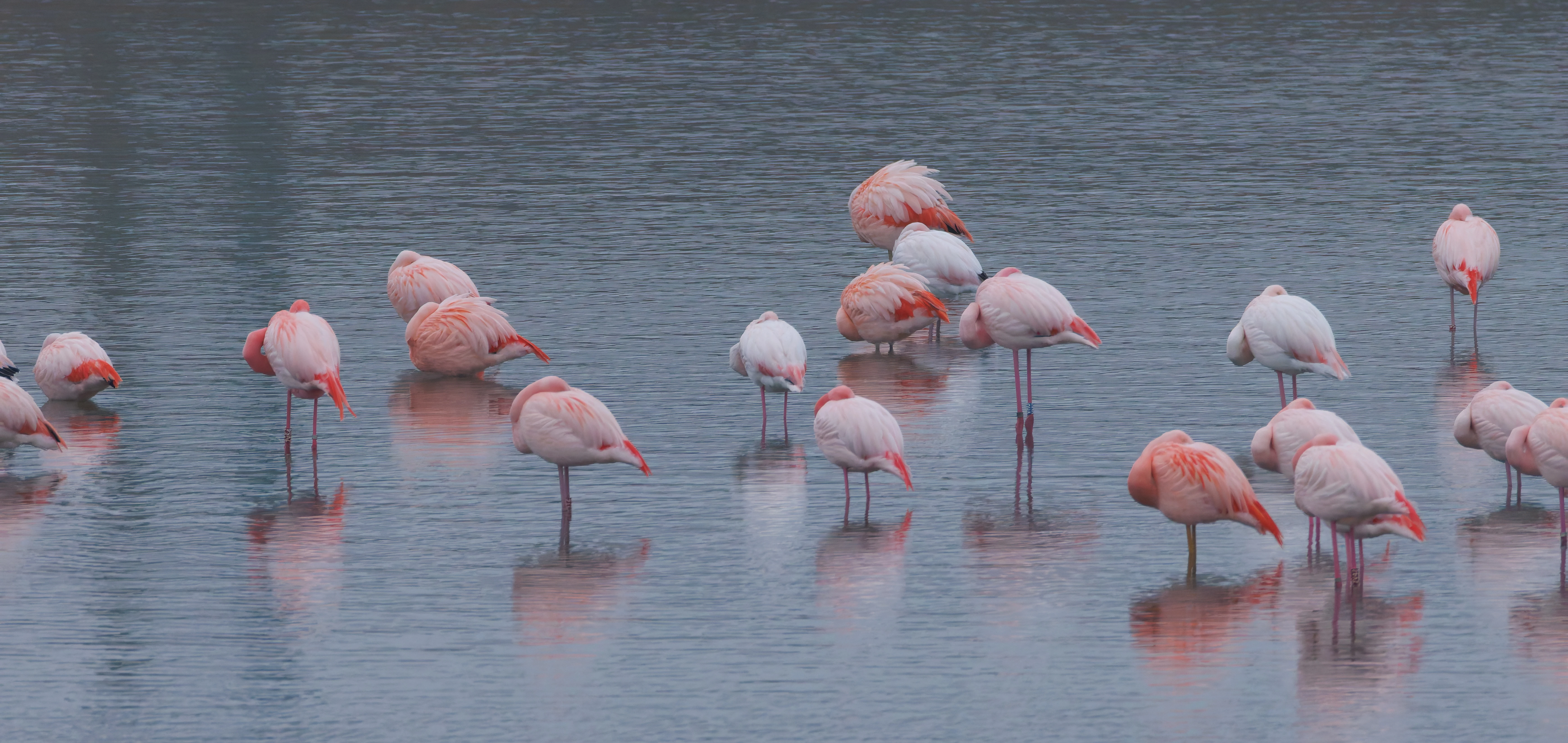 Chilean flamingo (Escaped), Battenoord Haven, Zeeland, Netherlands — photo by Orlando Prugel-Bennett