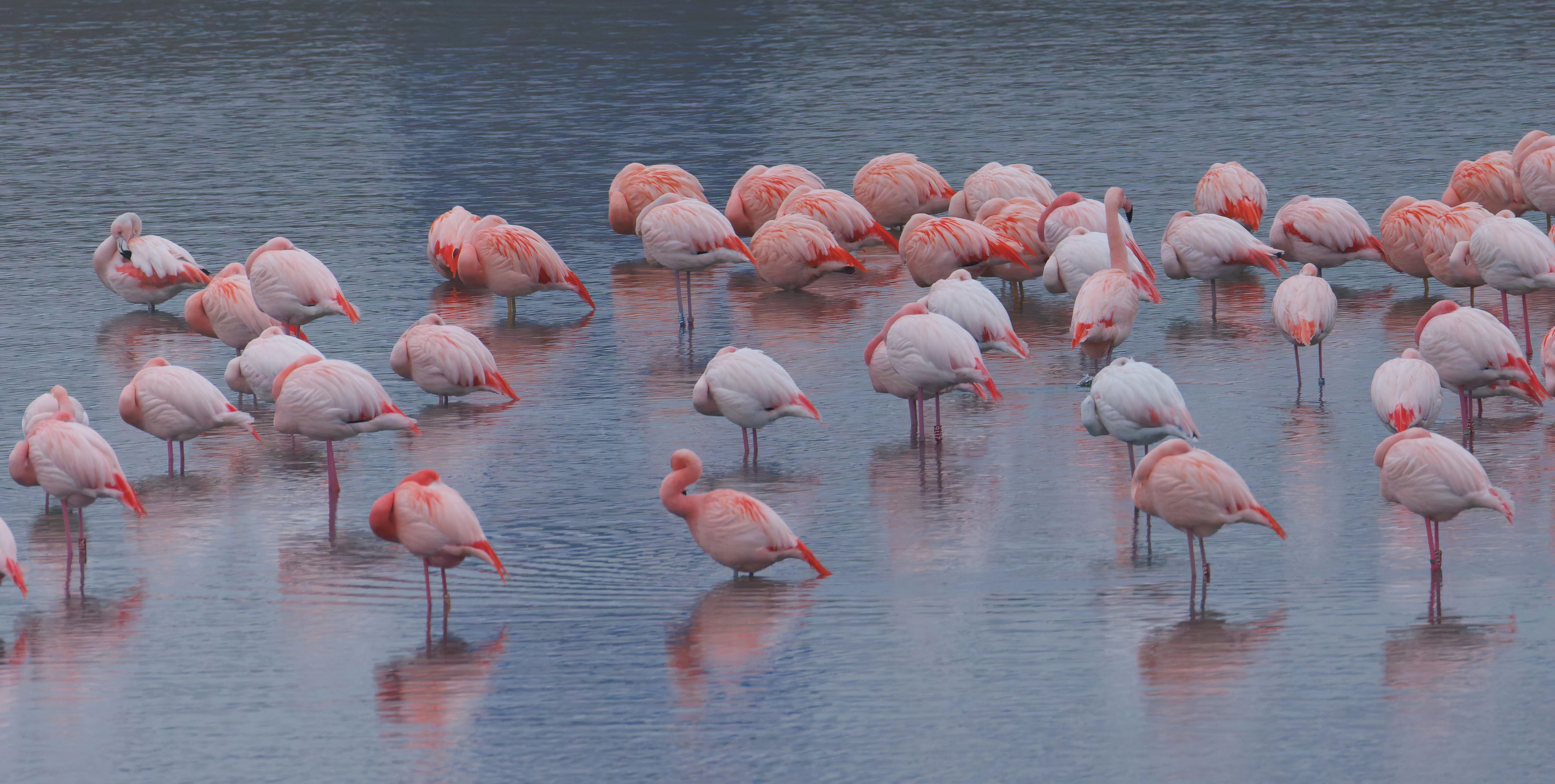 Chilean flamingo (Escaped), Battenoord Haven, Zeeland, Netherlands — photo by Orlando Prugel-Bennett
