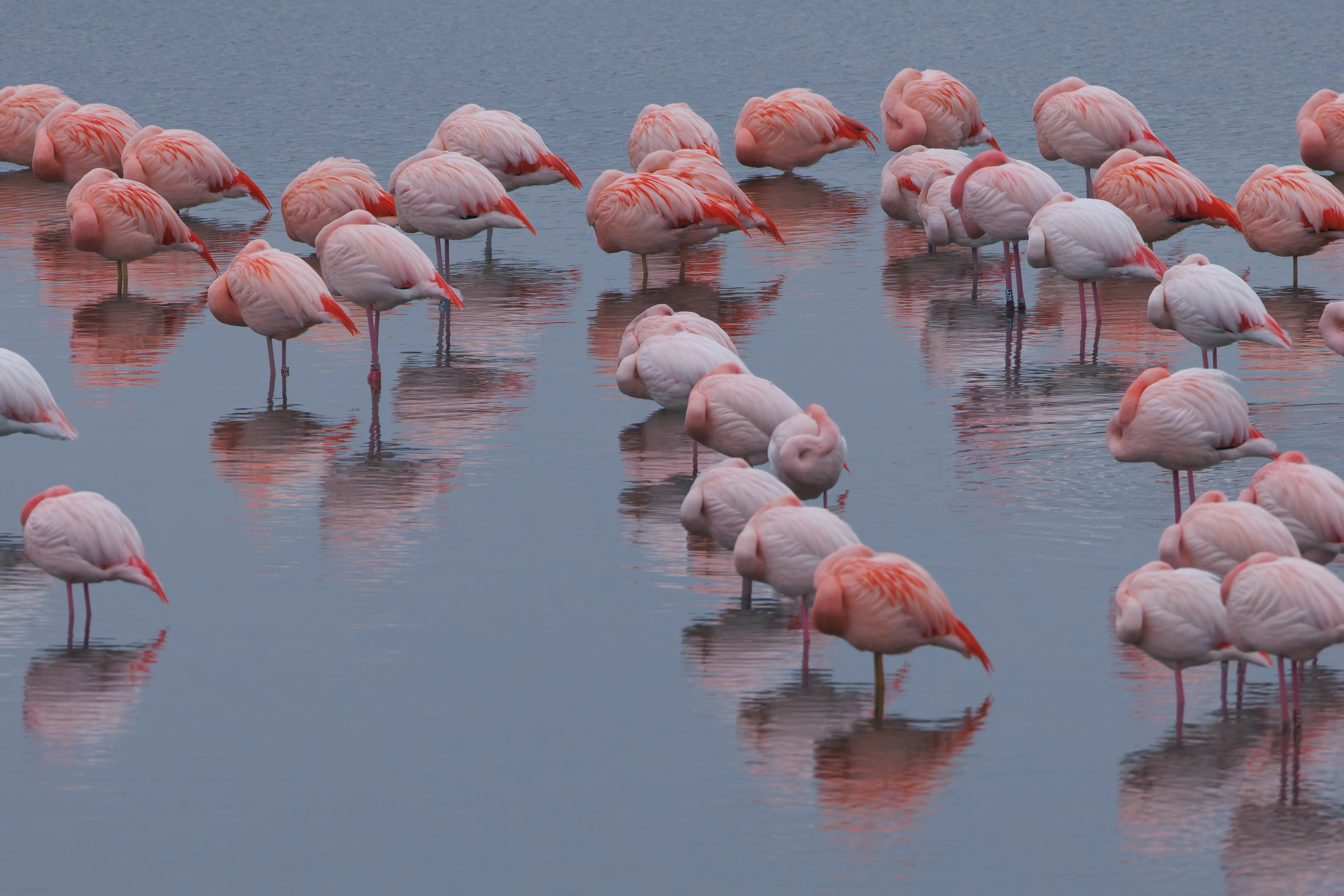 Chilean flamingo (Escaped), Battenoord Haven, Zeeland, Netherlands — photo by Orlando Prugel-Bennett